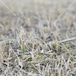 早春の草原　meadow in early spring