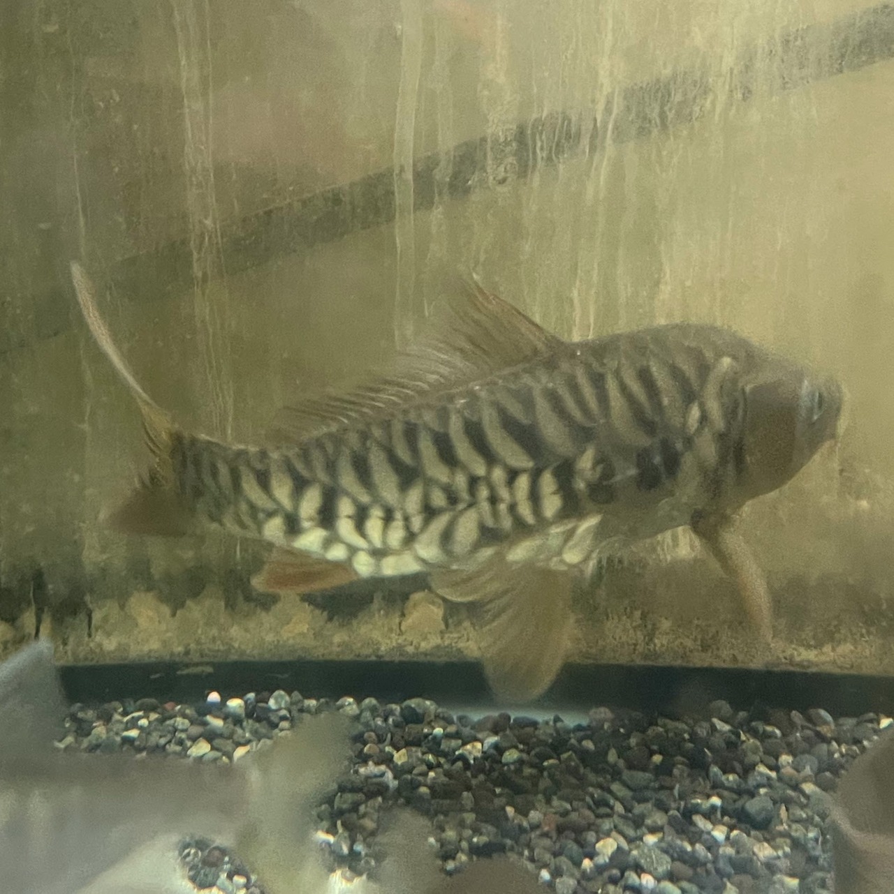 （淡水魚）ドイツマゴイ／真鯉（養殖）　20ｃｍ±（1匹）（現品）【生体】