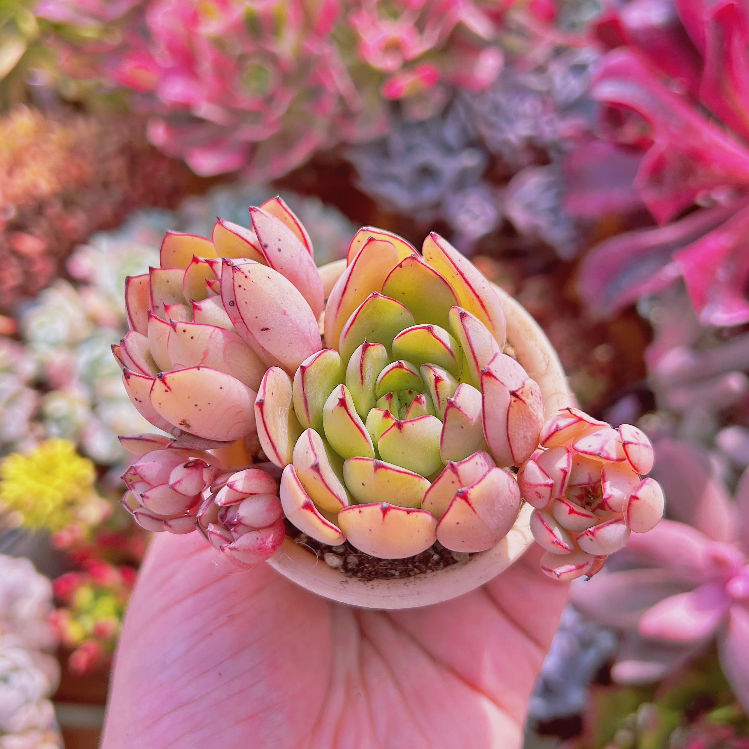 多肉植物 シンデレラ 3～5頭 | るる農園~多肉植物専門