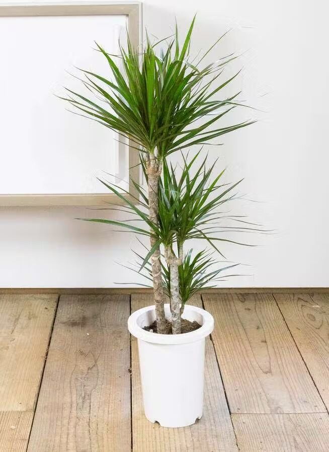 観葉植物 ドラセナ コンシンネ レインボー 8号 | CAgarden