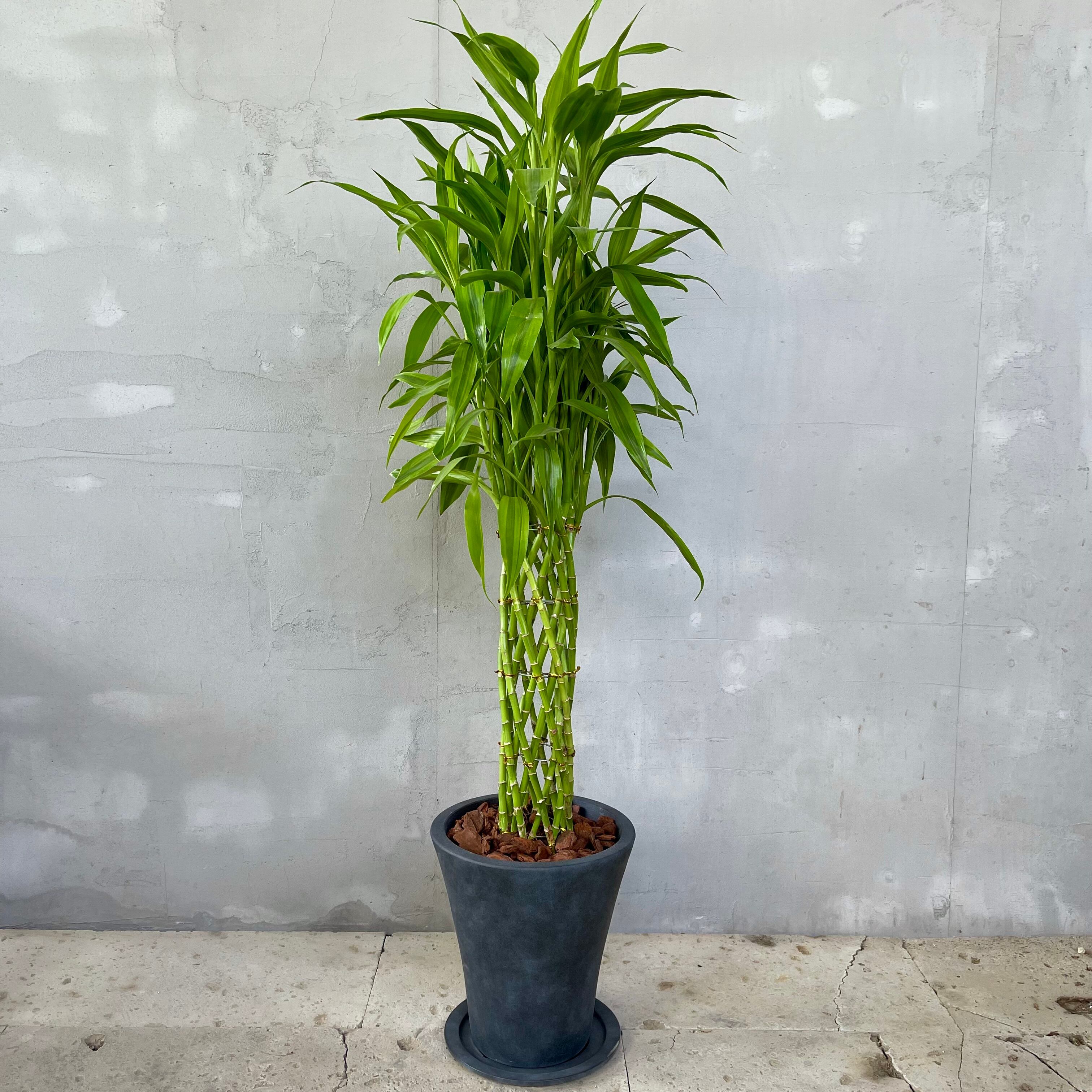 観葉植物 大型 アレカヤシ バルーン陶器鉢 植え込み発送 【公式通販】
