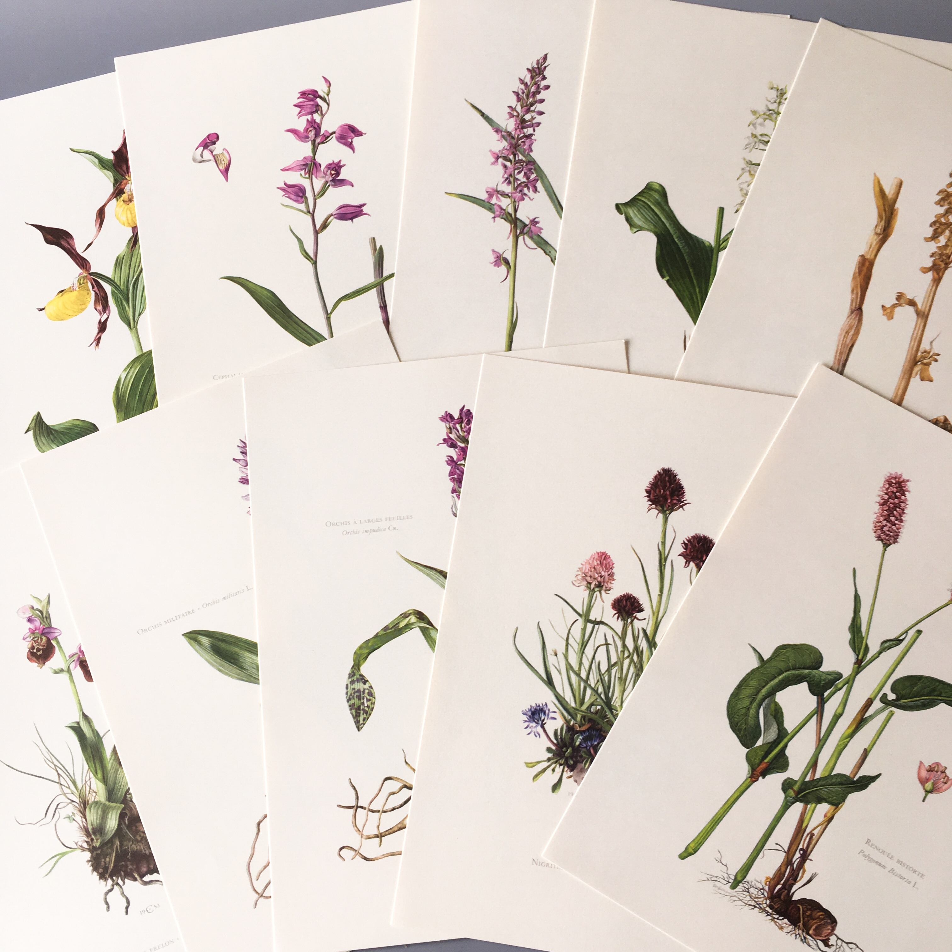 1991年 フランスの葉っぱの植物図鑑 ヴィンテージ Nesage 洋書 Watanegypt Tv