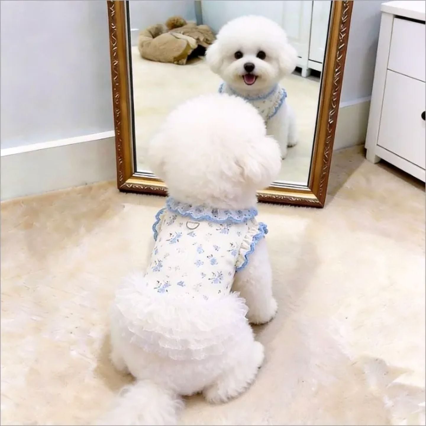 予約】ふんわりチュールフリルワンピース 犬服 小型犬用 花柄レース