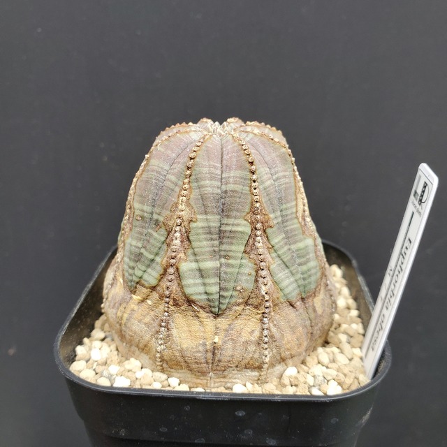 【木質化タイプ】Euphorbia obesa ユーフォルビア オベサ