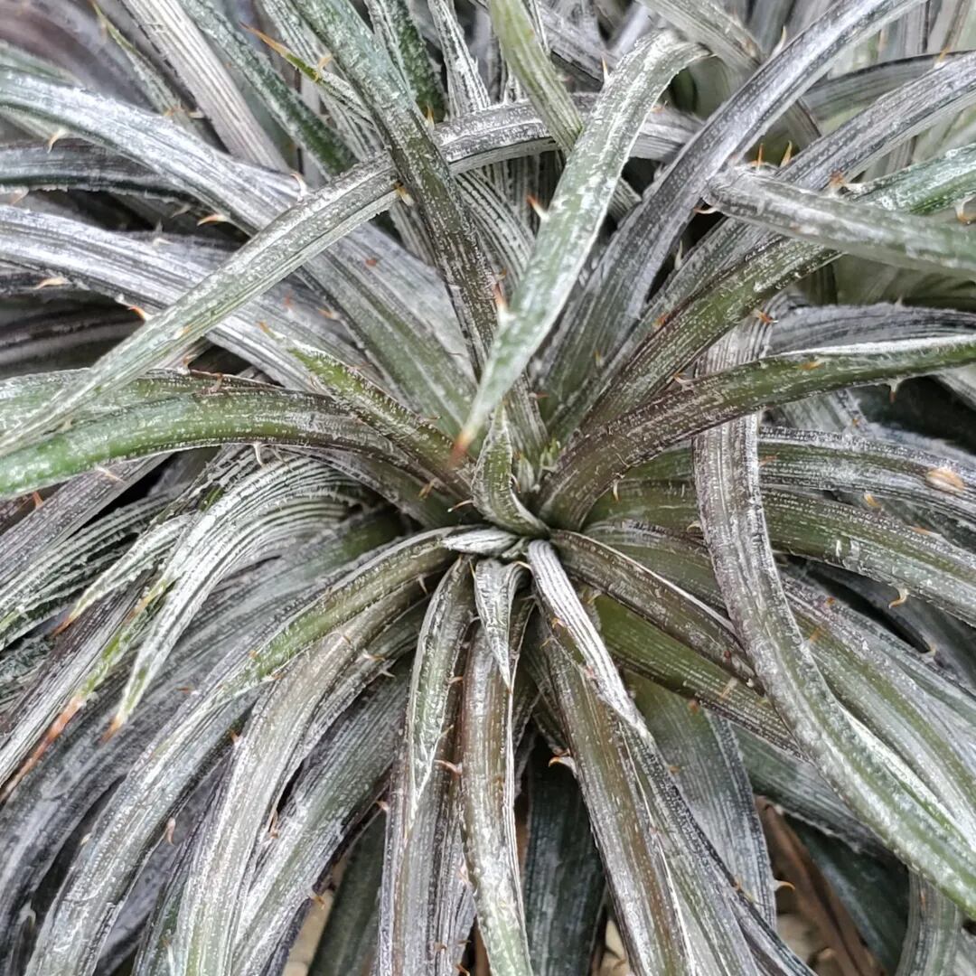 F00477_Dyckia choristaminea 'Purple Form'：ディッキア