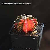 選べるカット苗 LB2178交配錦 Gymnocalycium 'LB2178 Hybrid Variegated'