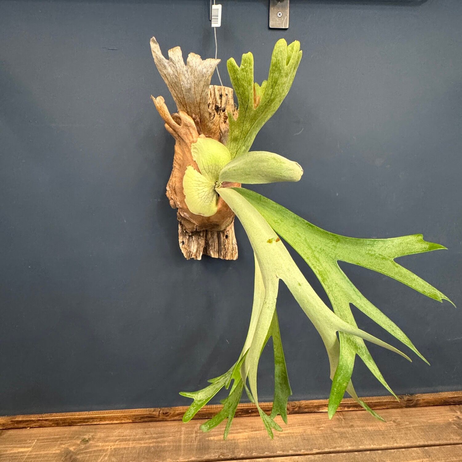 ビカクシダ Platycerium willinckii 板付け【923】 | PROTOLEAF プロト