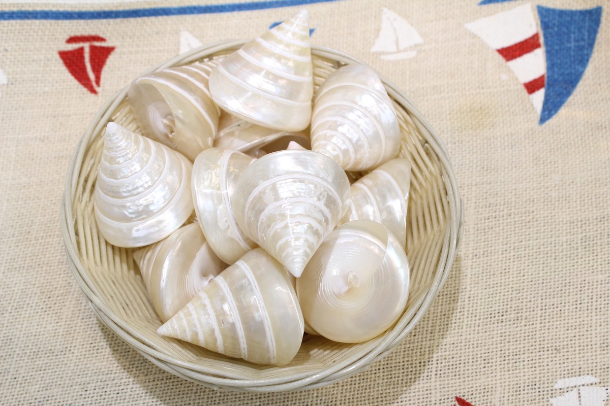 みがきタカセ貝 | のざき民芸