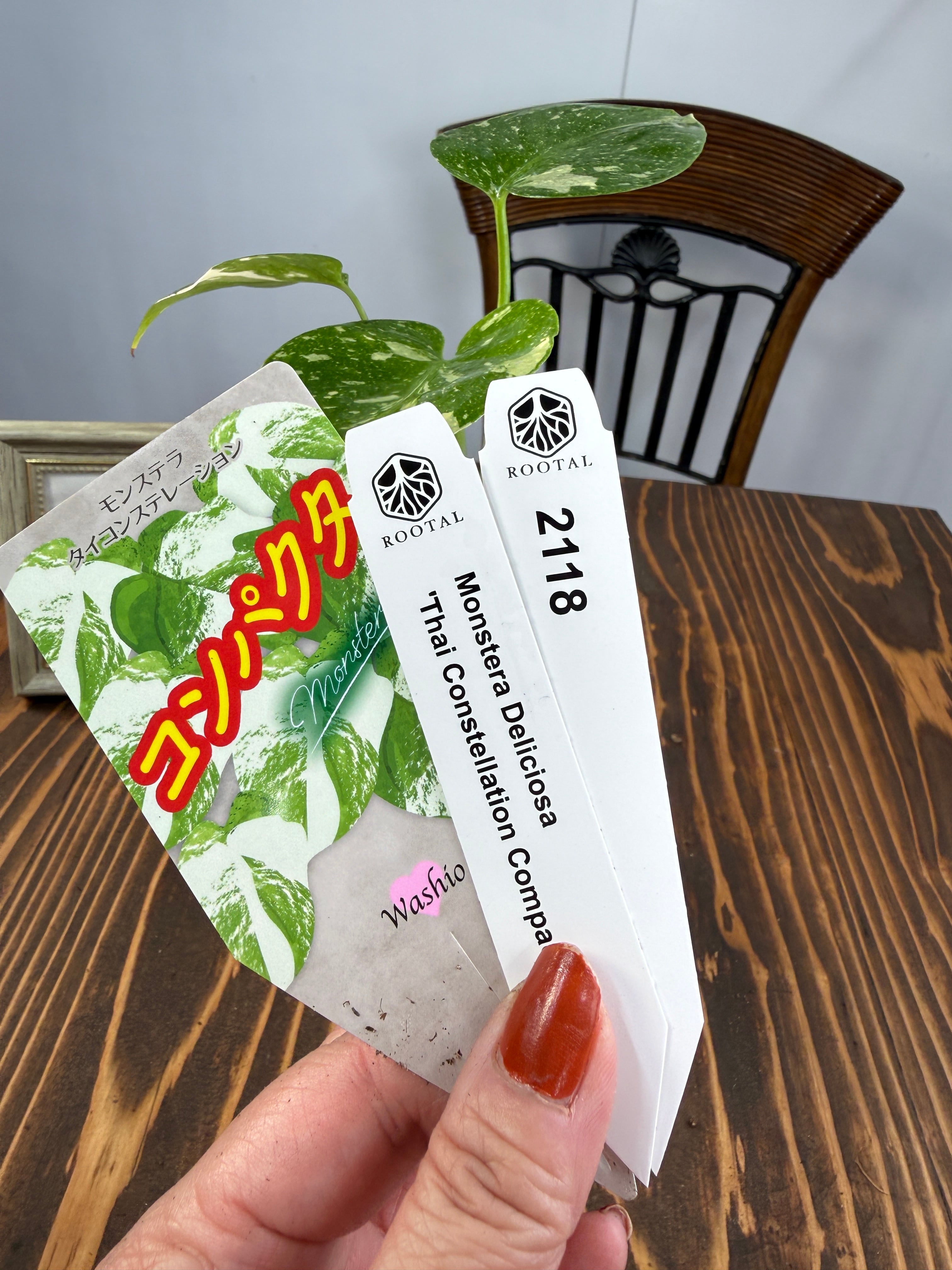 ★2118【新品種】モンステラ タイコンステレーション コンパクタ(75㎜ロングポット)