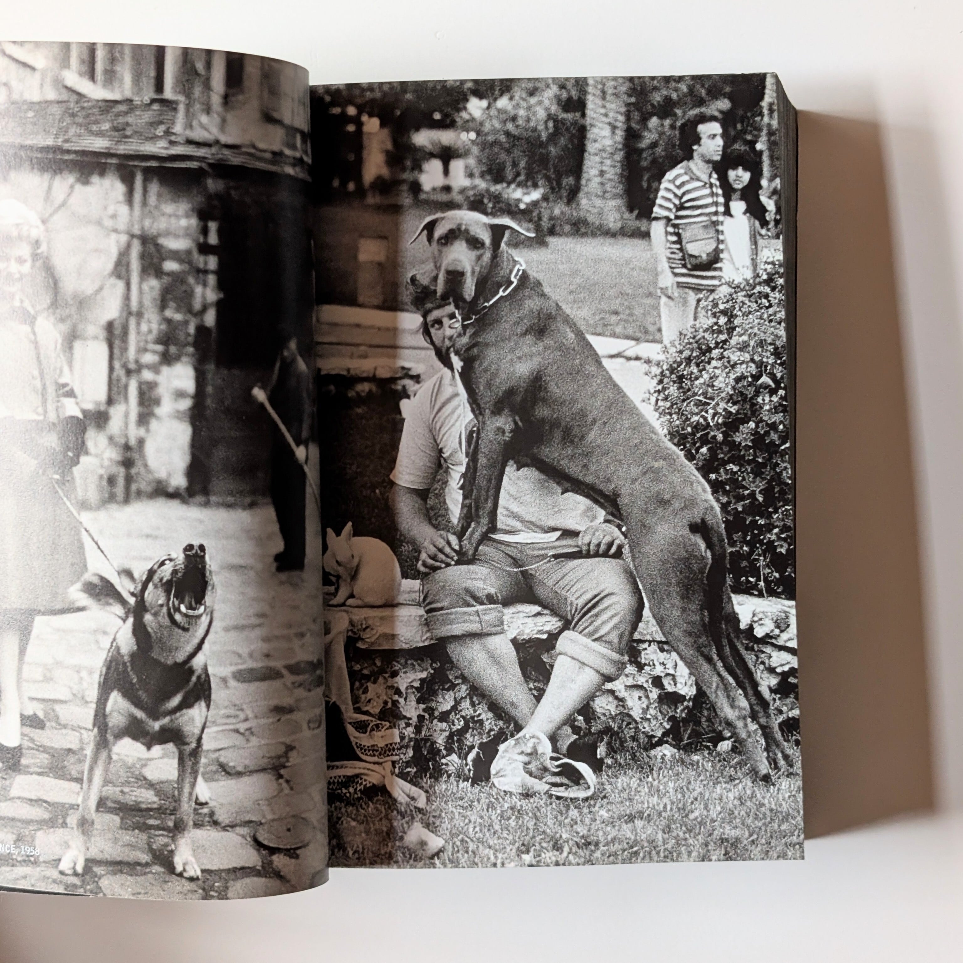 DOG DOGS/ELLIOTT ERWITT | イヌグラシ