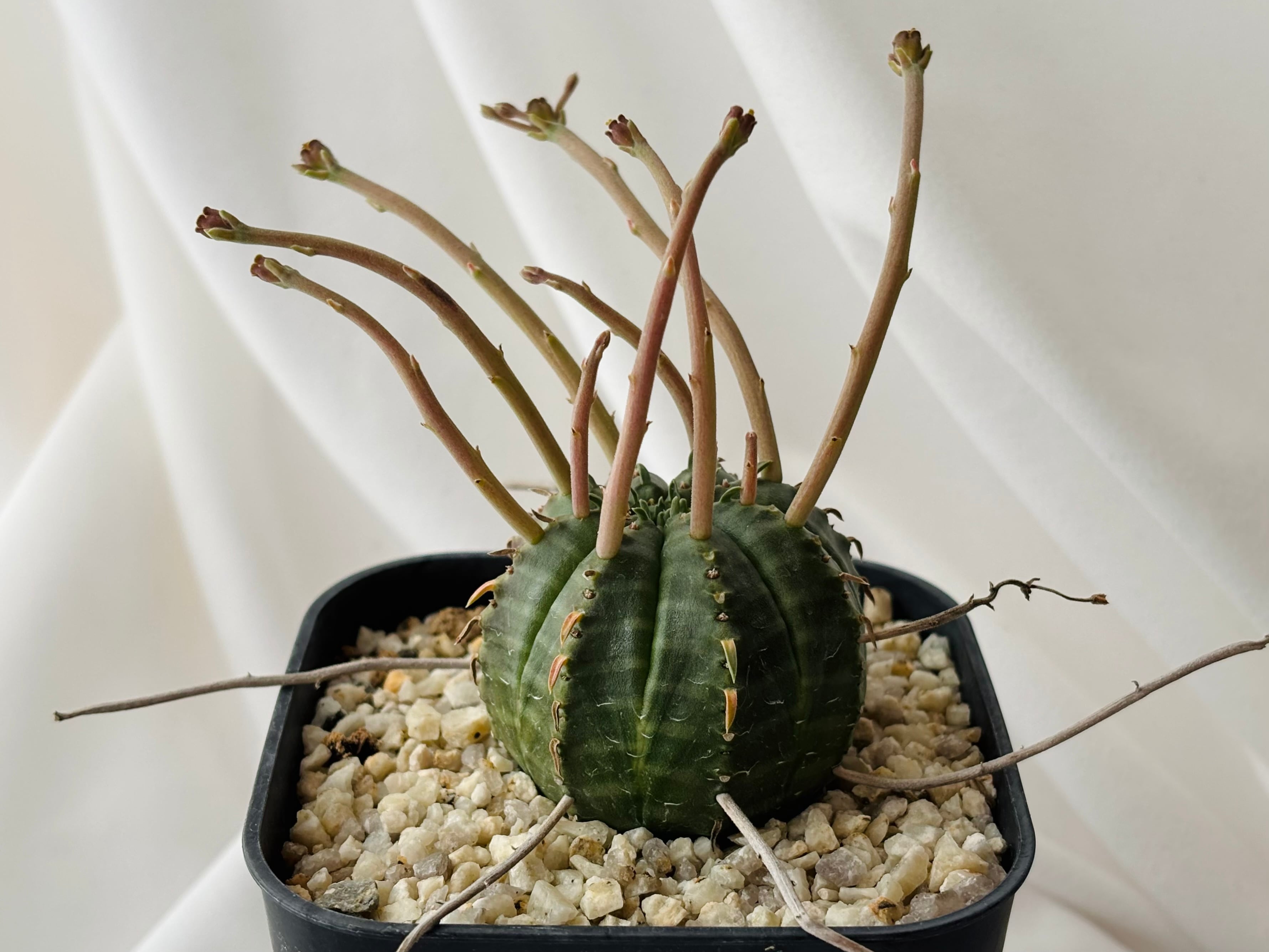 Euphorbia valida ユーフォルビア スーパーバリダ 多肉植物 | plants