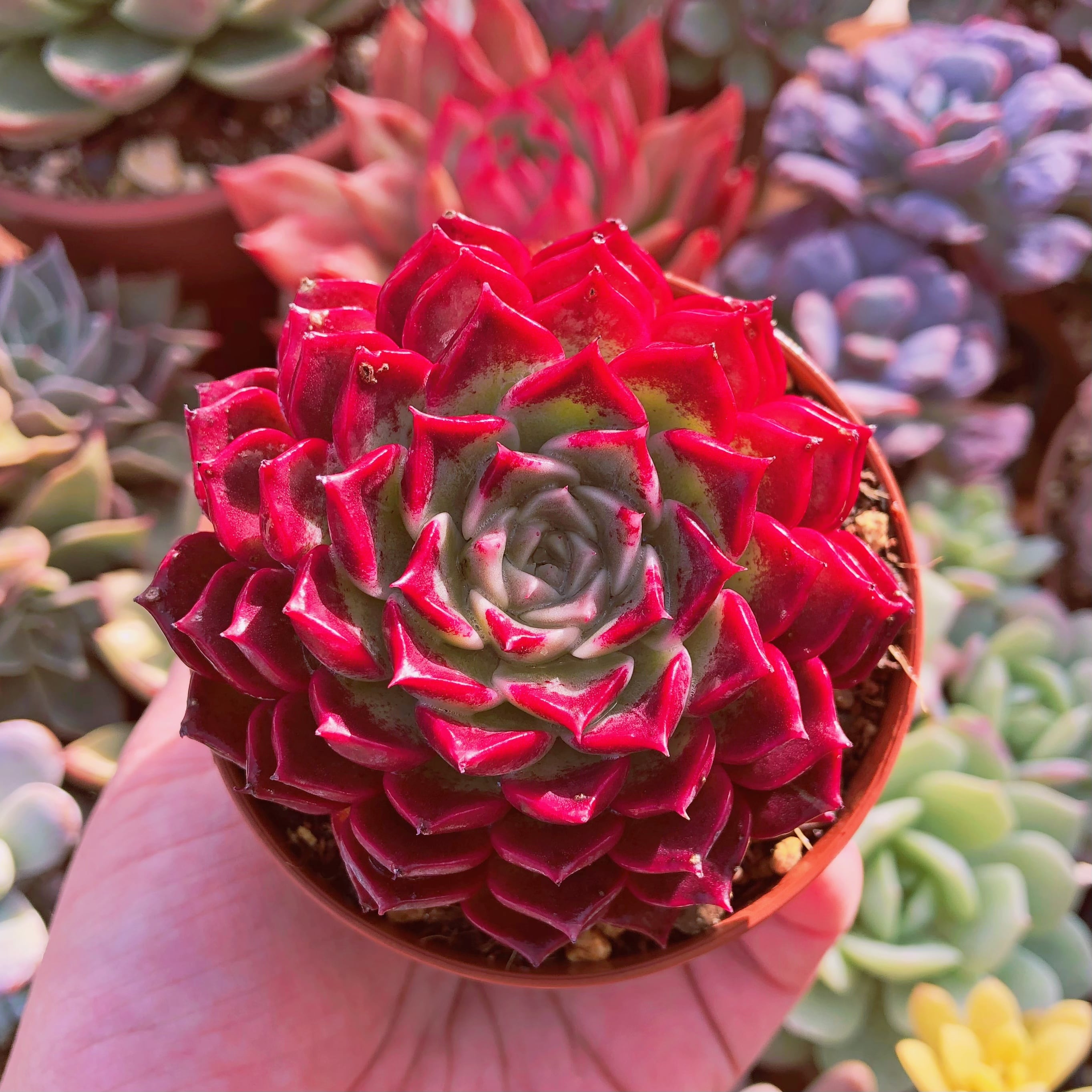 多肉植物　ルジューブラッシュ