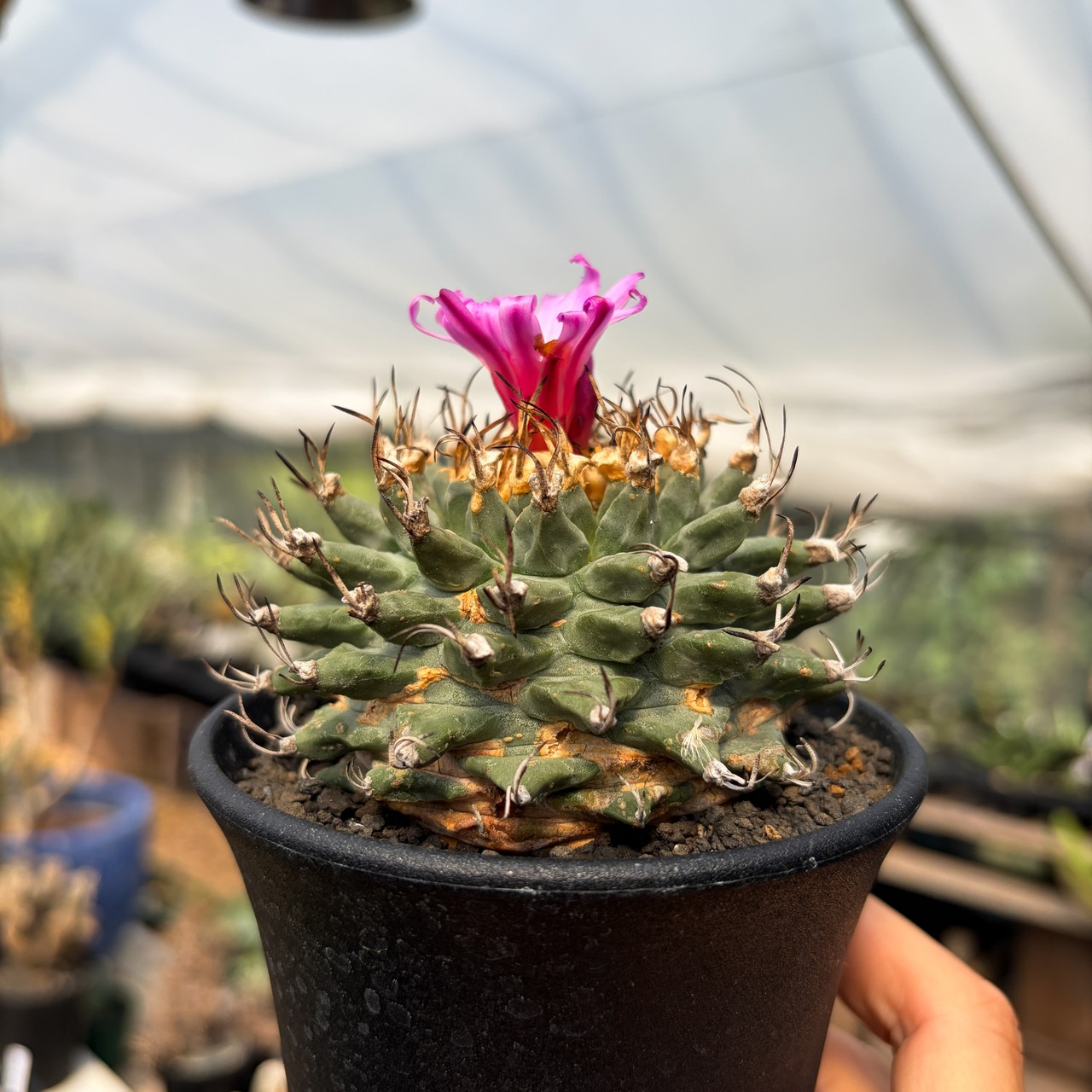Turbinicarpus alonsoi【ツルビニカルプス・アロンソイ・実生】　