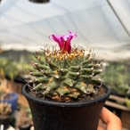 Turbinicarpus alonsoi【ツルビニカルプス・アロンソイ・実生】　