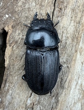 【WD】大型《スマトラパリーオオクワ 71mm ペア》