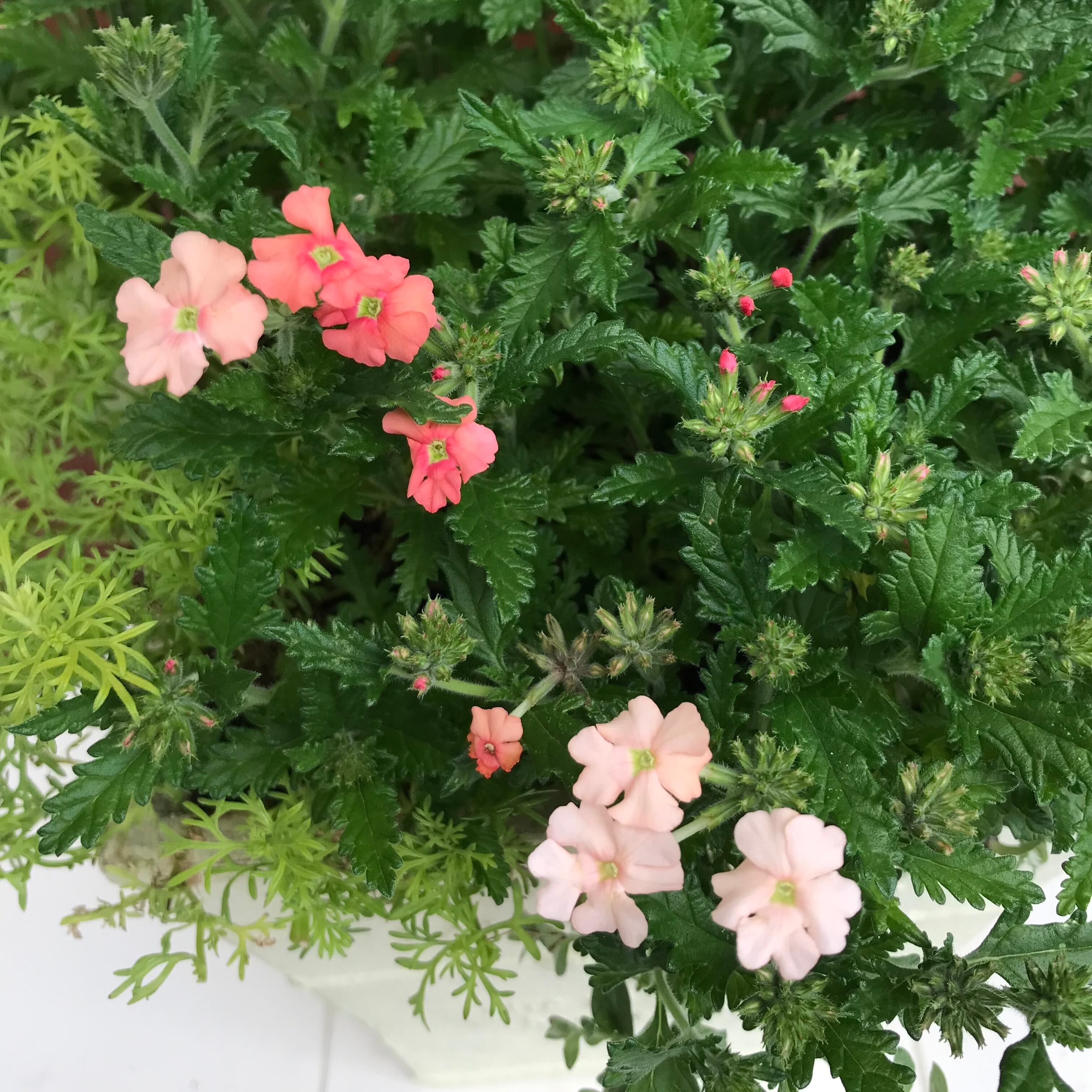 寄せ植え バーベナマジェラナ | Merak - メラク 寄せ植え ガーデニング