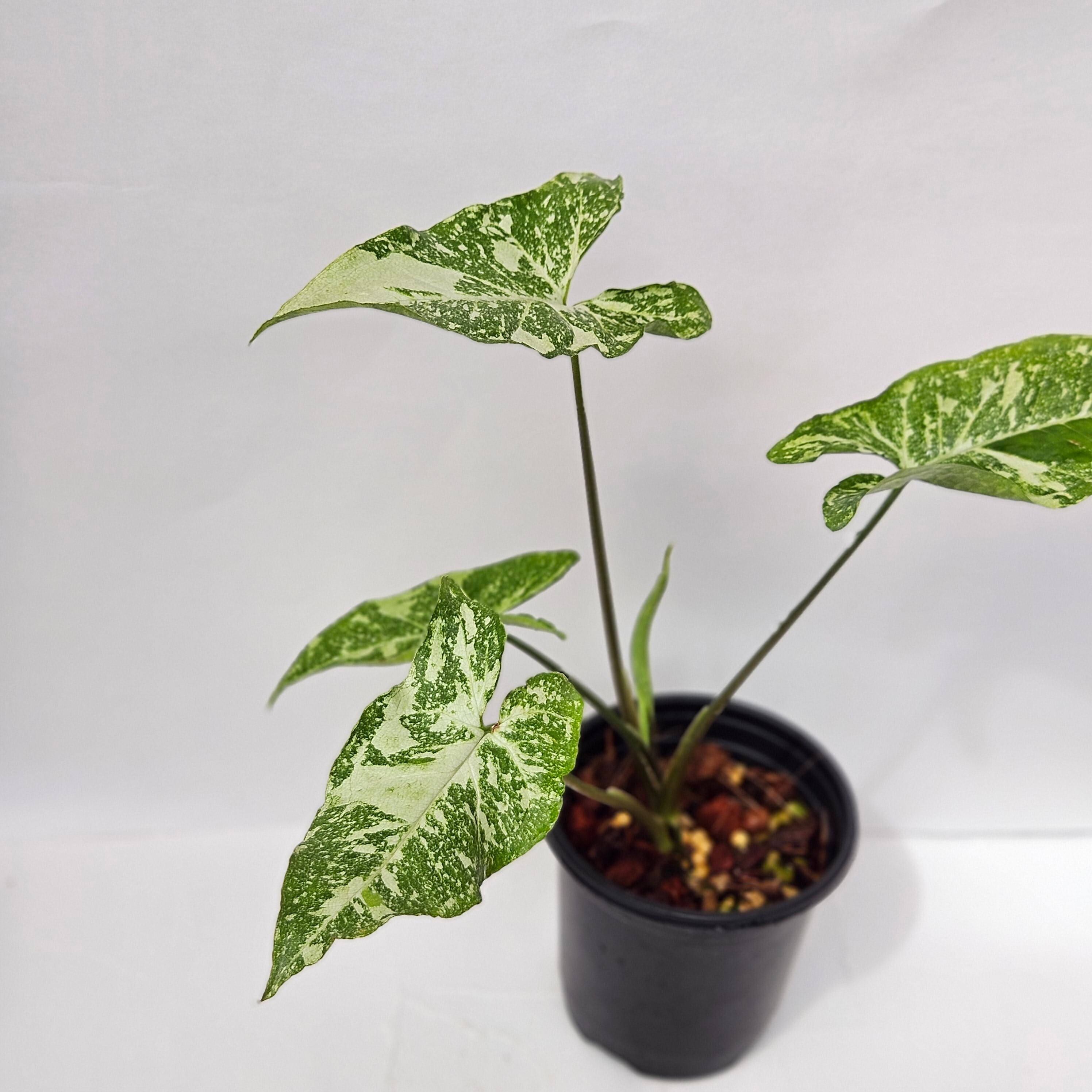斑入り　シンゴニウム　苗　観葉植物 観葉植物 斑入りシンゴニウム