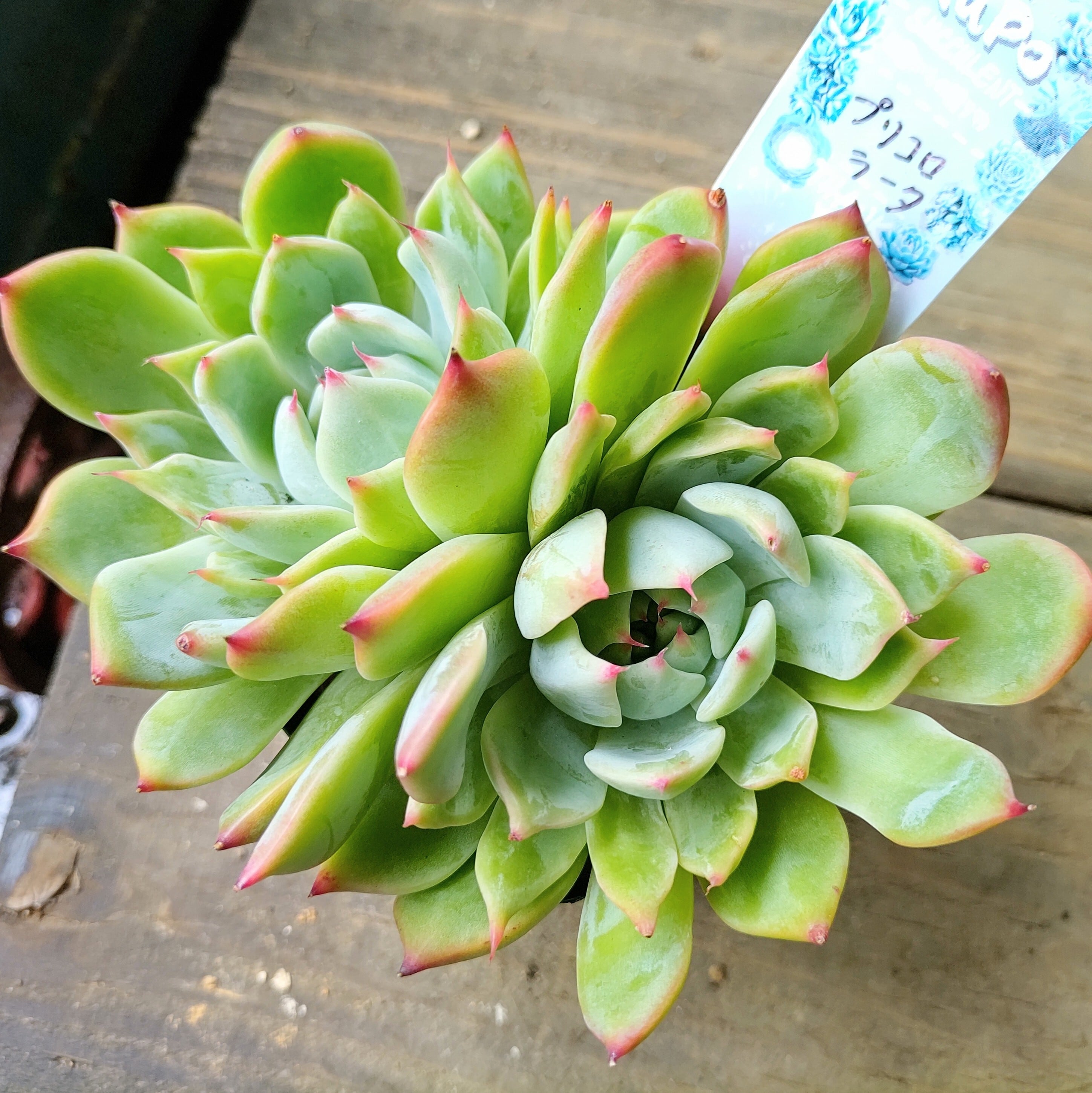 プリコロラータ | RuPo 多肉植物専門店