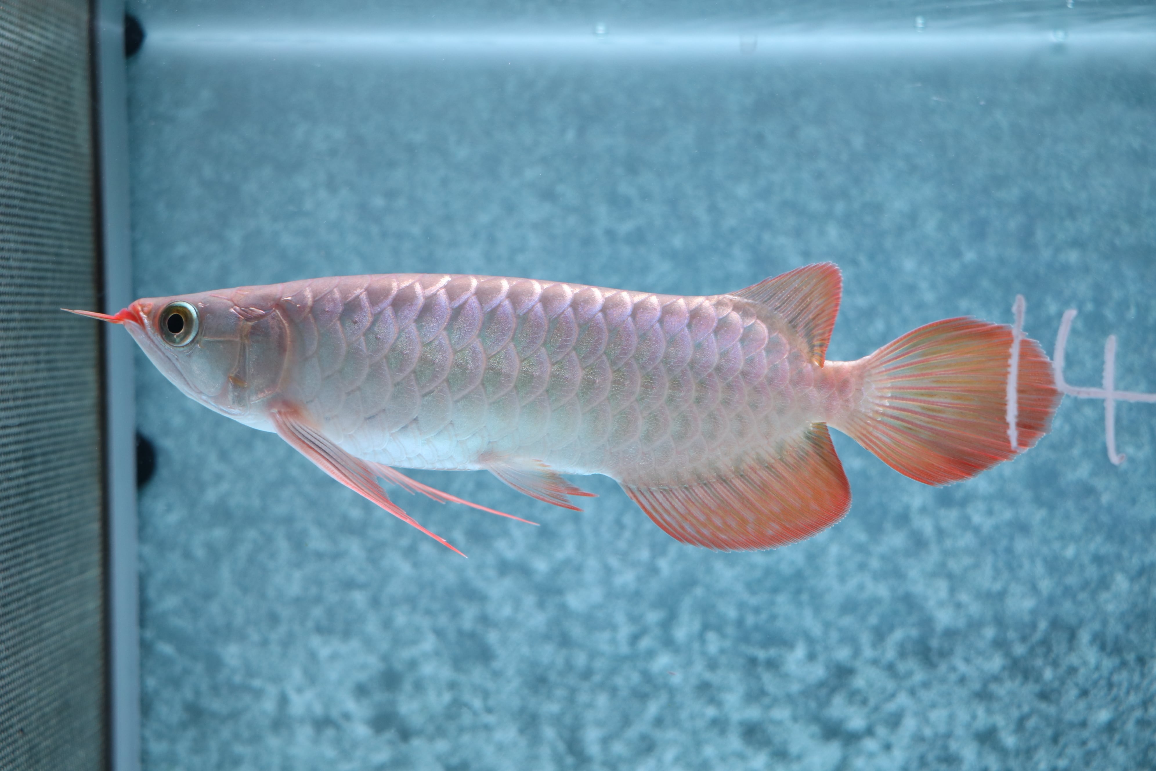 アロワナ(紅龍) | アロワナ等の大型魚・熱帯魚のオンライン販売店