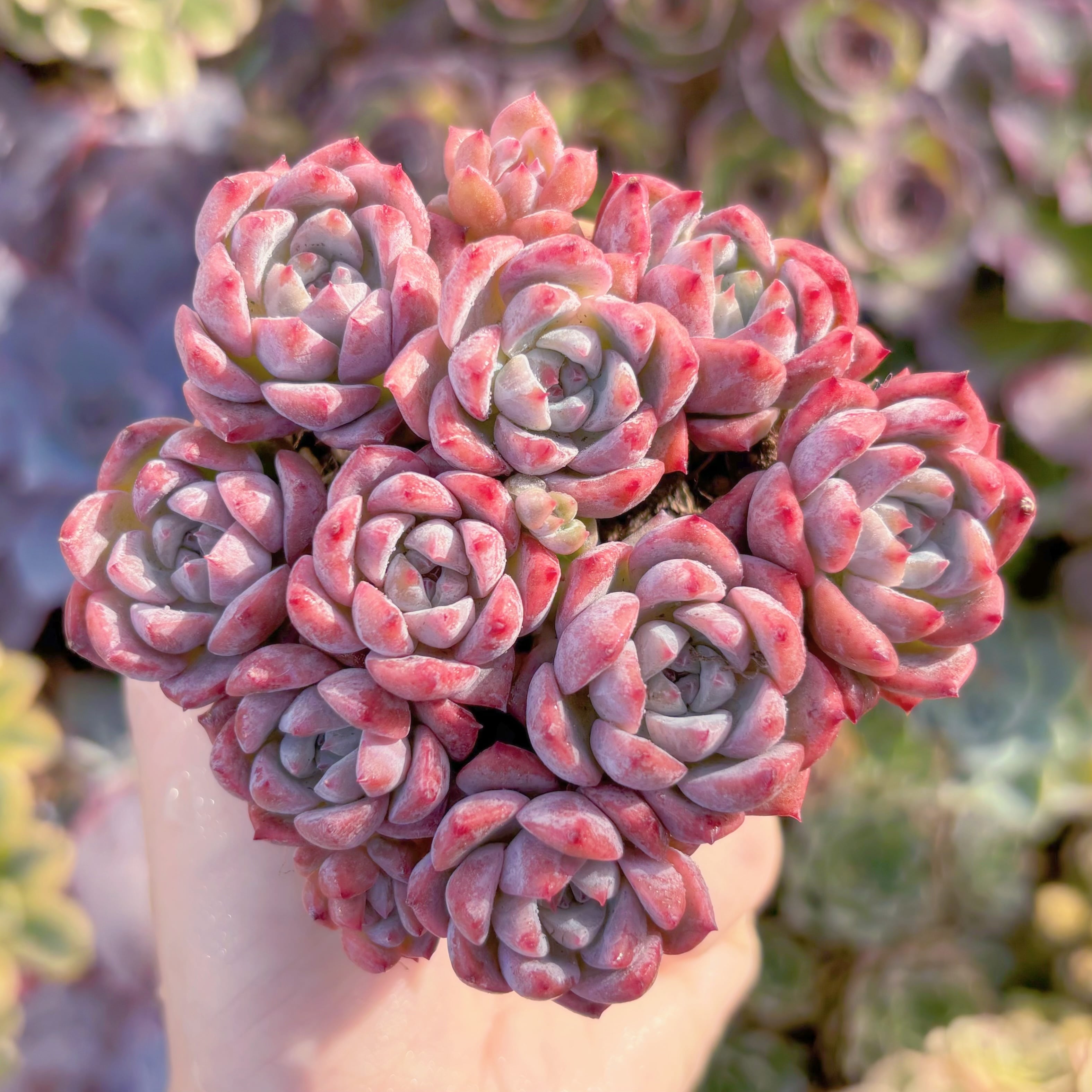 多肉植物 レッドベルベットxラウイ 在庫僅少 群生 新入荷 るる農園