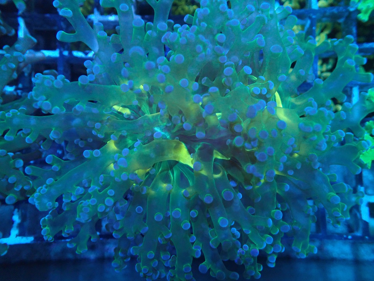 Paradivisa YellowCore 1