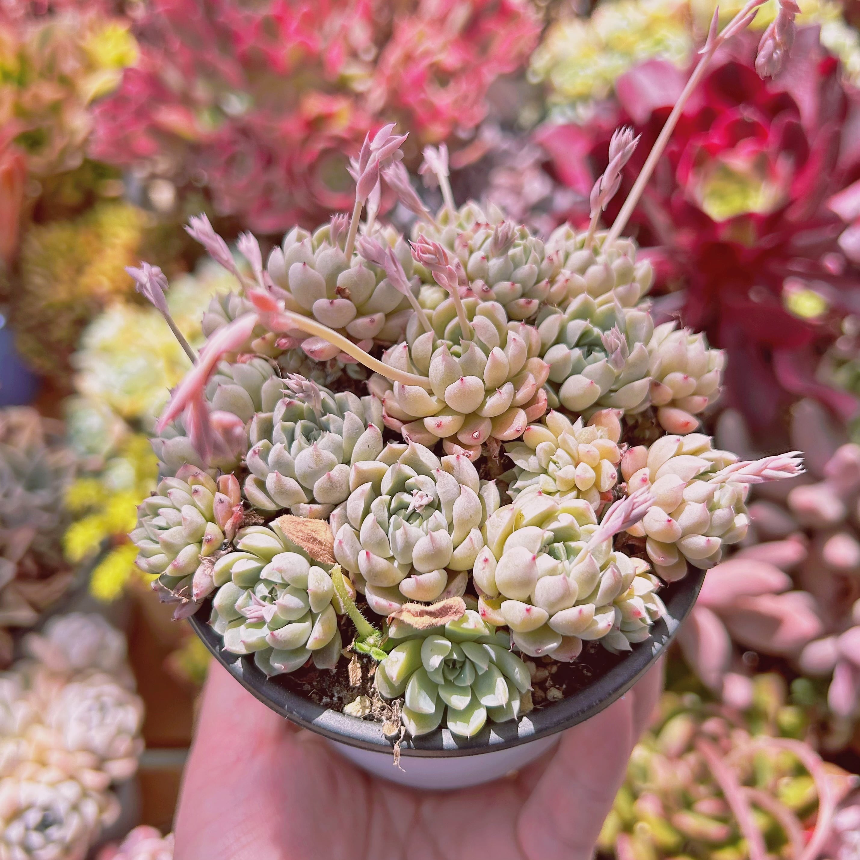 miyaさん✡️モラニー×(メキシコミニマ×ヒューミリス)✡️ミヤ苗 多肉 抜苗 miyaさん✡️モラニー×(メキシコミニマ×ヒューミリス)✡️ミヤ苗