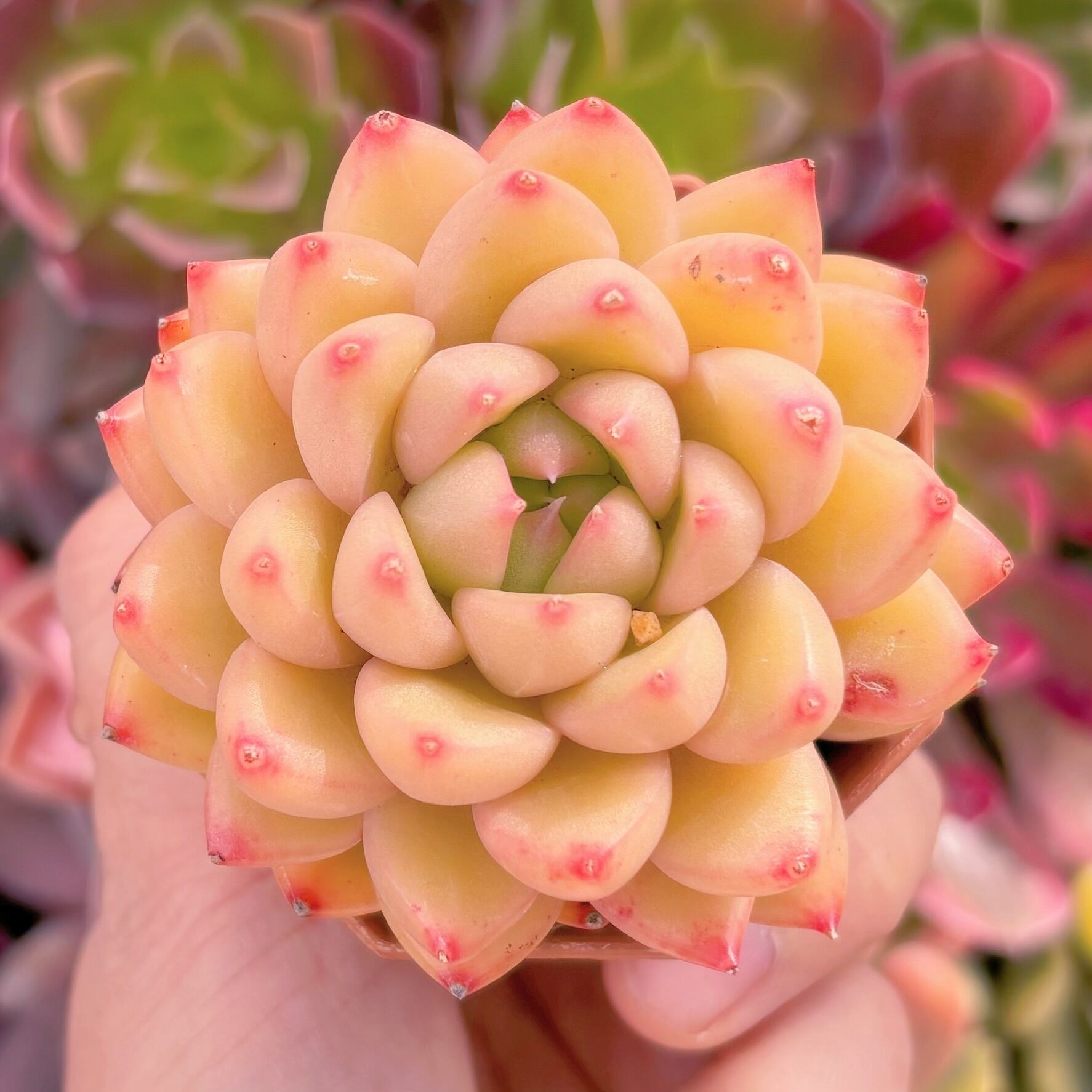 現品　ゴールドバニー#726　るる農園