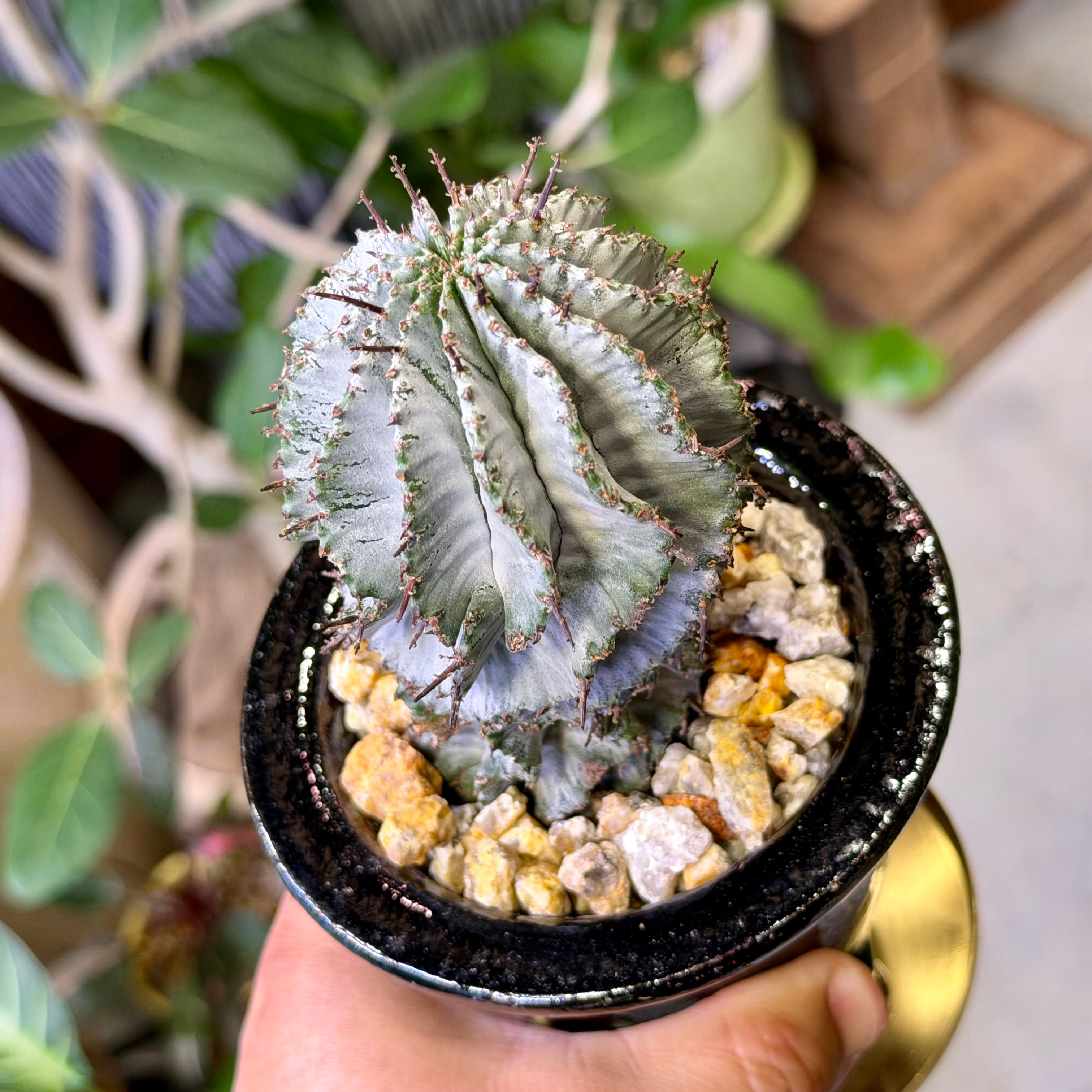 ユーフォルビア・ホリダ | barrelplants_BONSAI