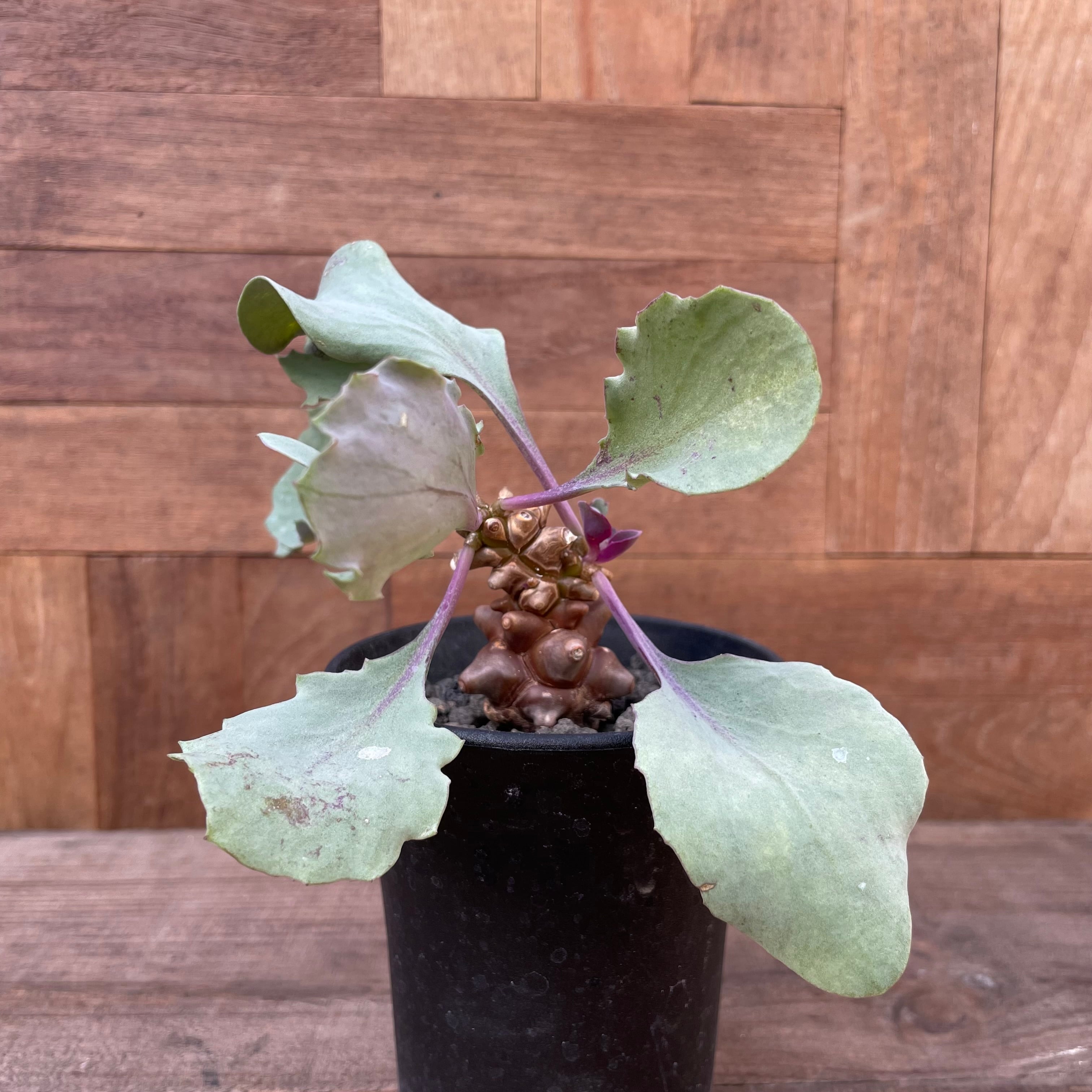 Othonna herrei【オトンナ・ヘレー】 | RIMO'S GREEN 【Saboten