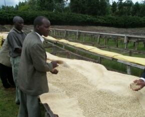 【ケニア】マサイAA ［200g］中深煎り　自家焙煎珈琲