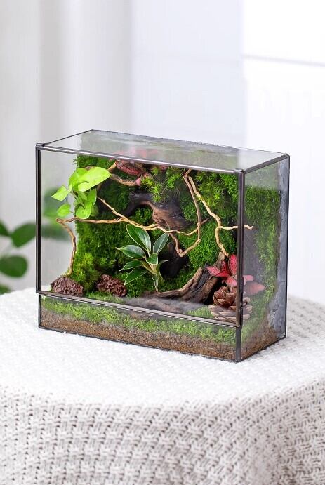 苔 テラリウム 盆栽 ガラス セット 観葉植物 モダン アート オフィス