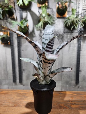 Aechmea  chantinii  Black  Ice 【artPLANTs/PLANTS GARAGE 】エクメア/タンクブロメリア