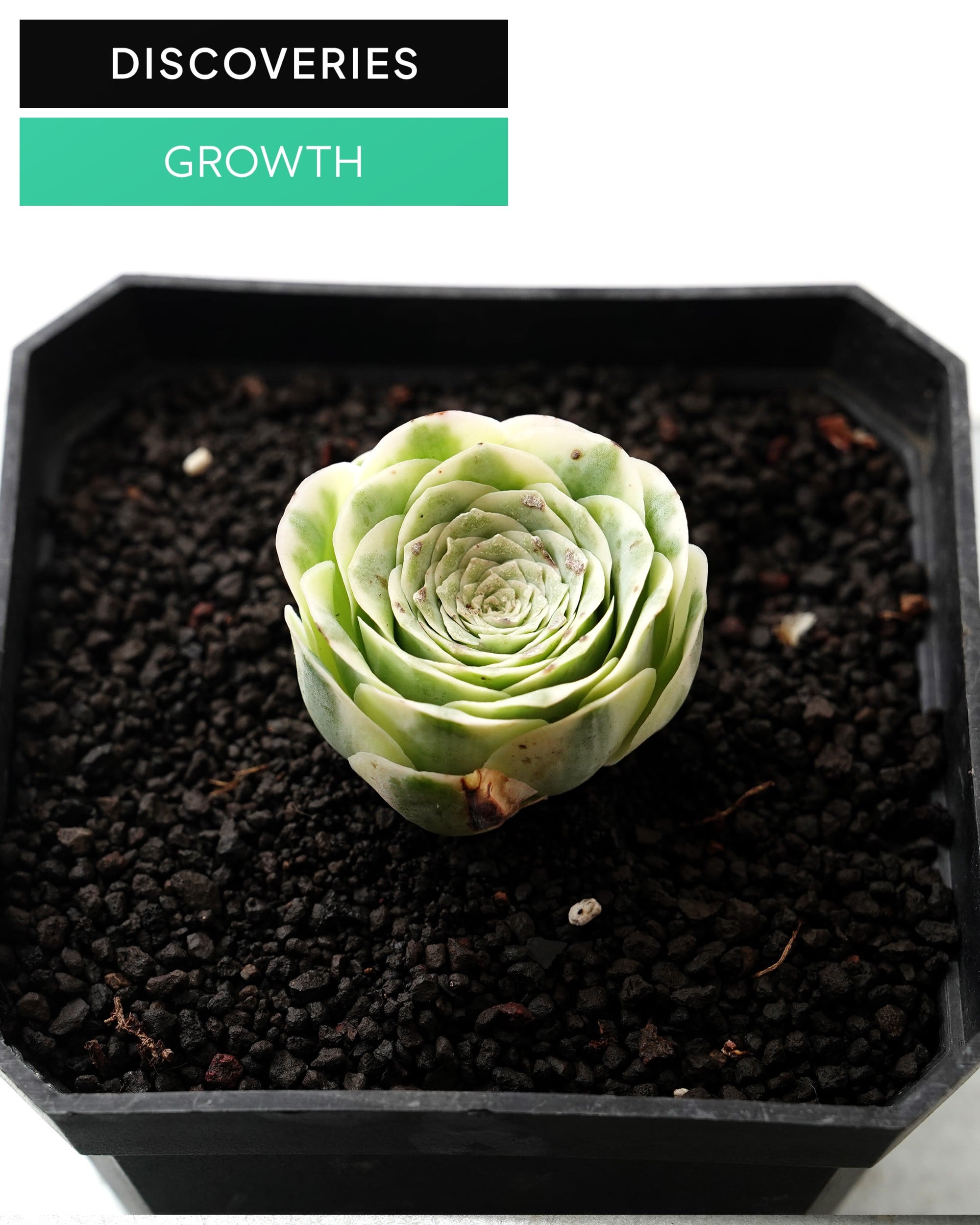 斑入り | PUKUBOOK SUCCULENTS