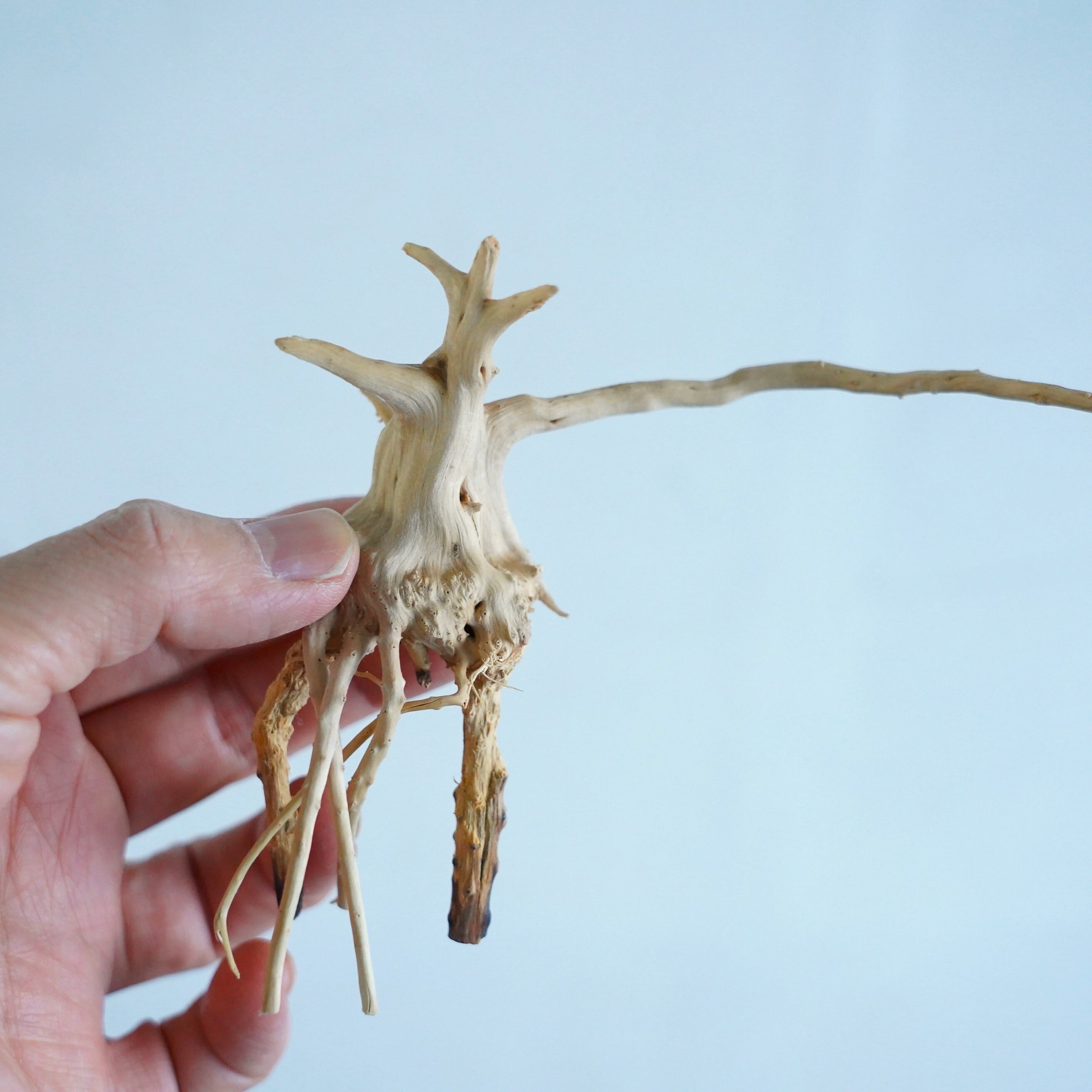 テラリウム用流木ナチュラルブランチ【SSサイズ3個入り】◇形状