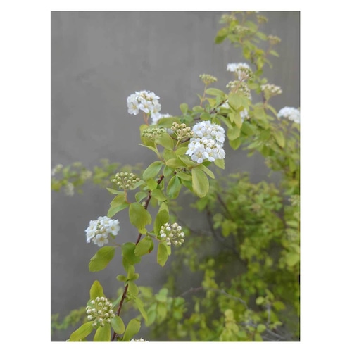 Spiraea cantoniensis