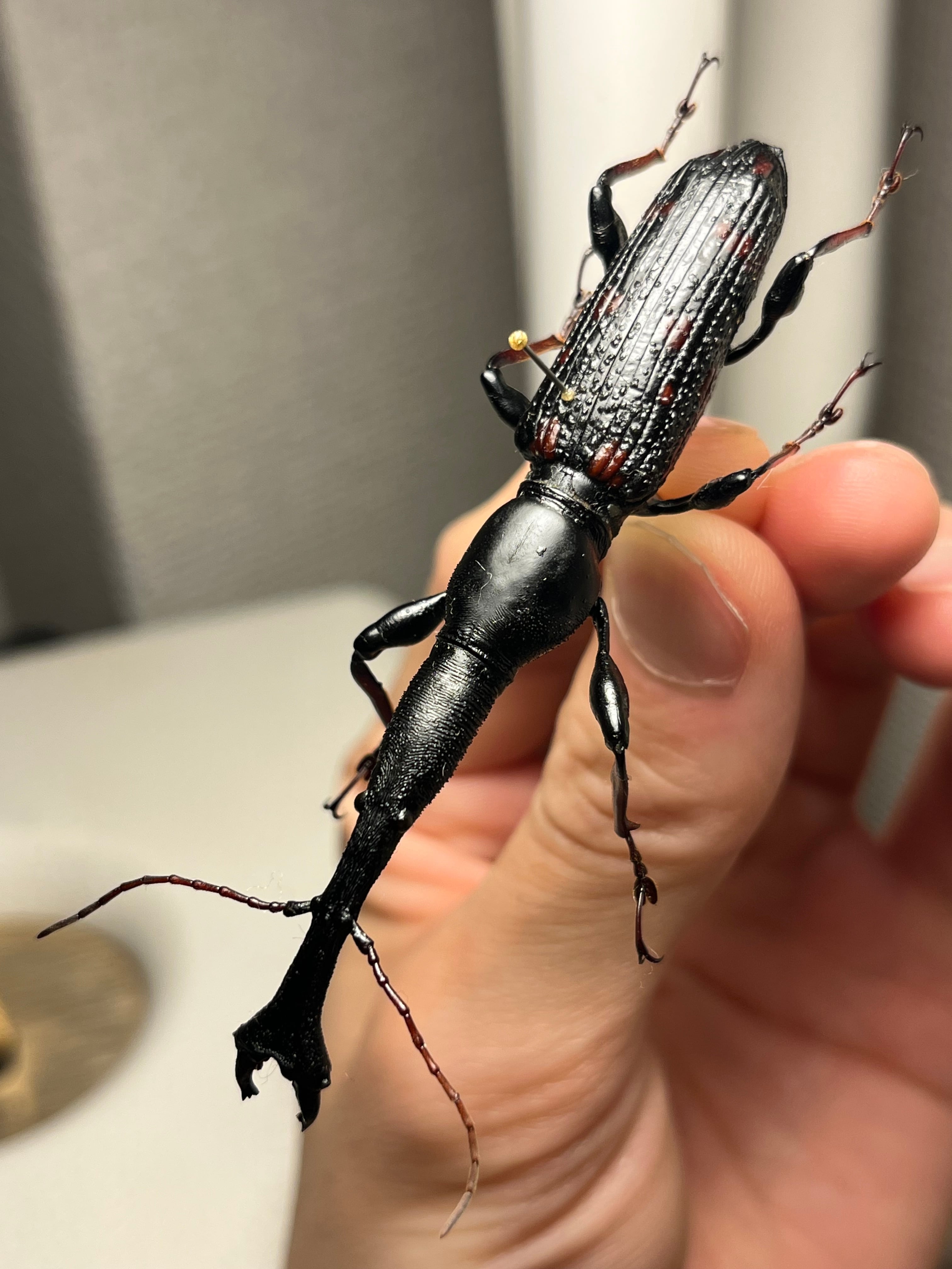 巨大】オウサマミツギリゾウムシ 標本 ゴミムシダマシ テントウムシ