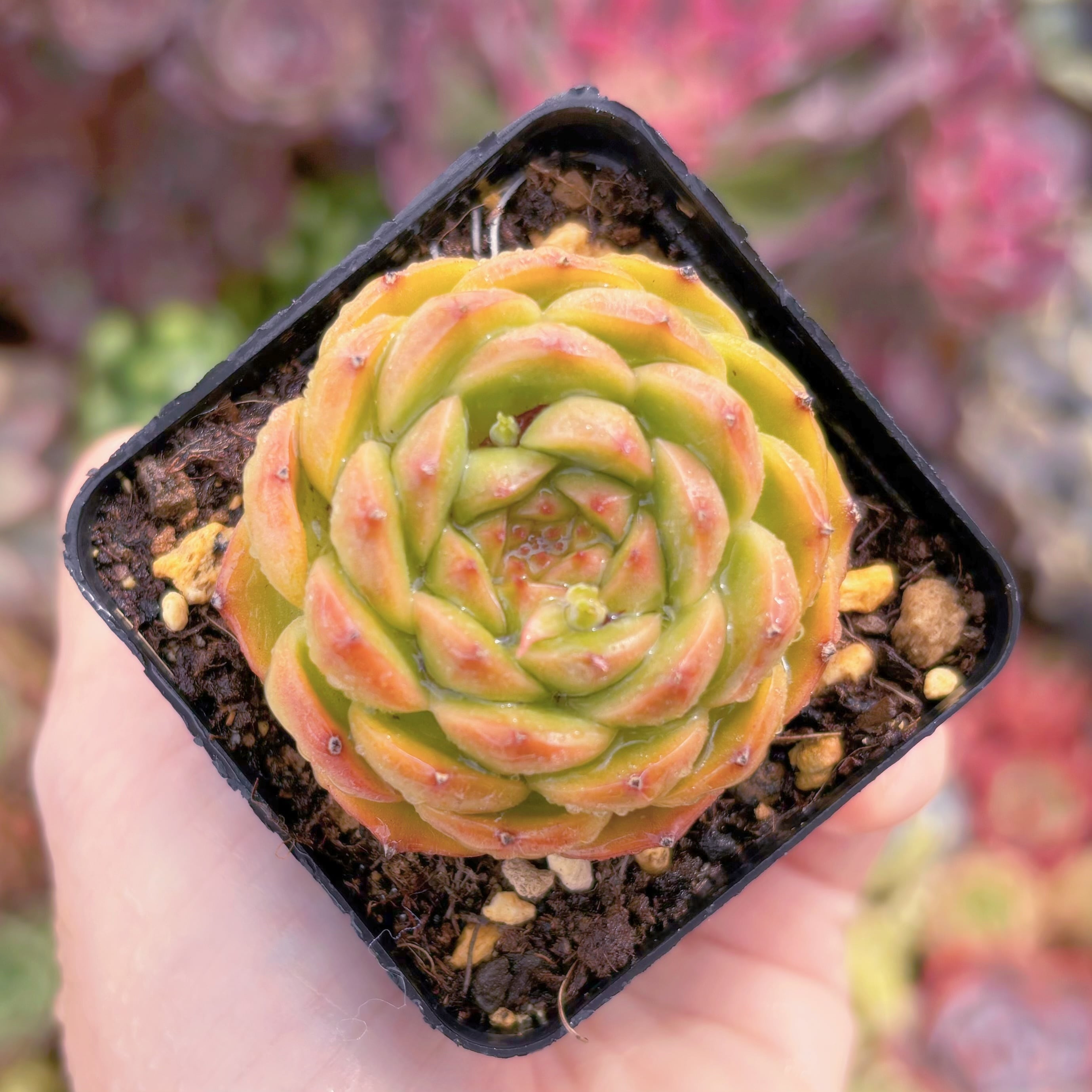 現品　墨玉#2196　るる農園