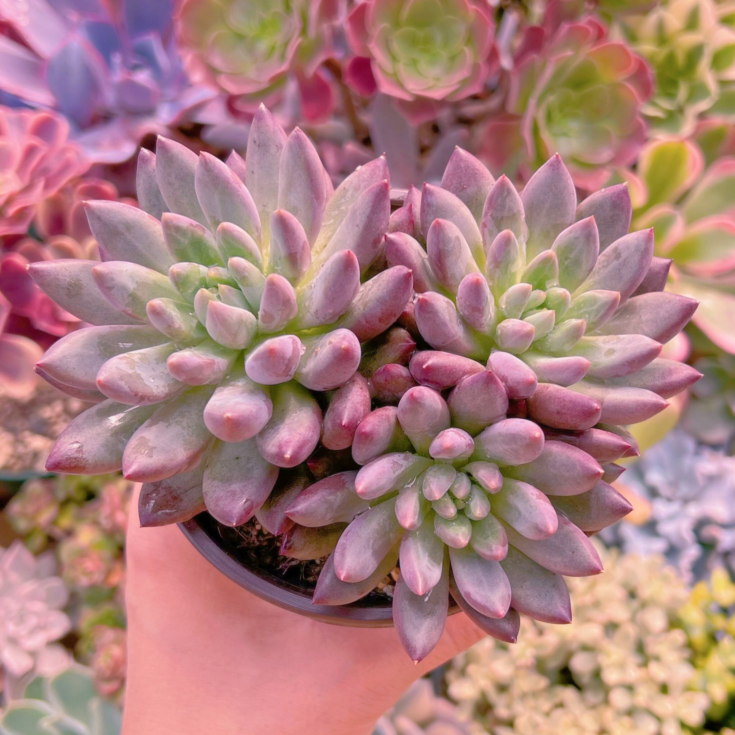 現品　新品種　虞美人流砂体#678　群生　新入荷