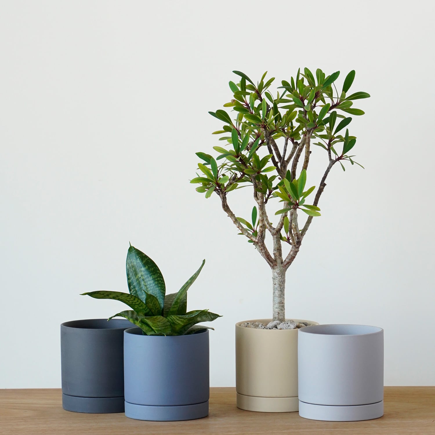 SALE | AYANAS（アヤナス）｜観葉植物のセレクトショップ・通販