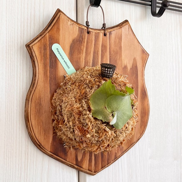 ビカクシダ ウィリンキー 板付 【観葉植物 室内 コウモリラン】