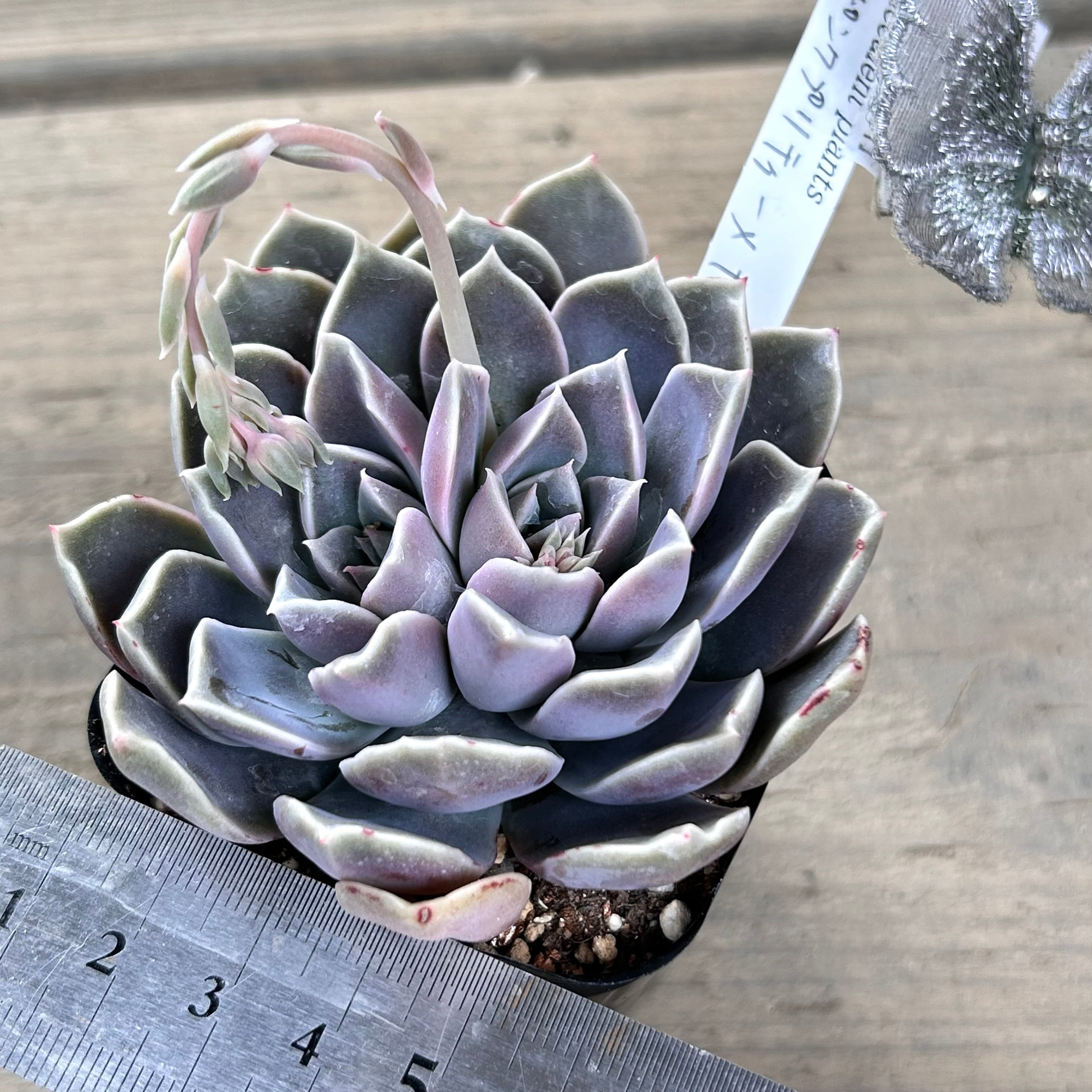 ピンクプリティ×ヒアリナ | RuPo 多肉植物専門店