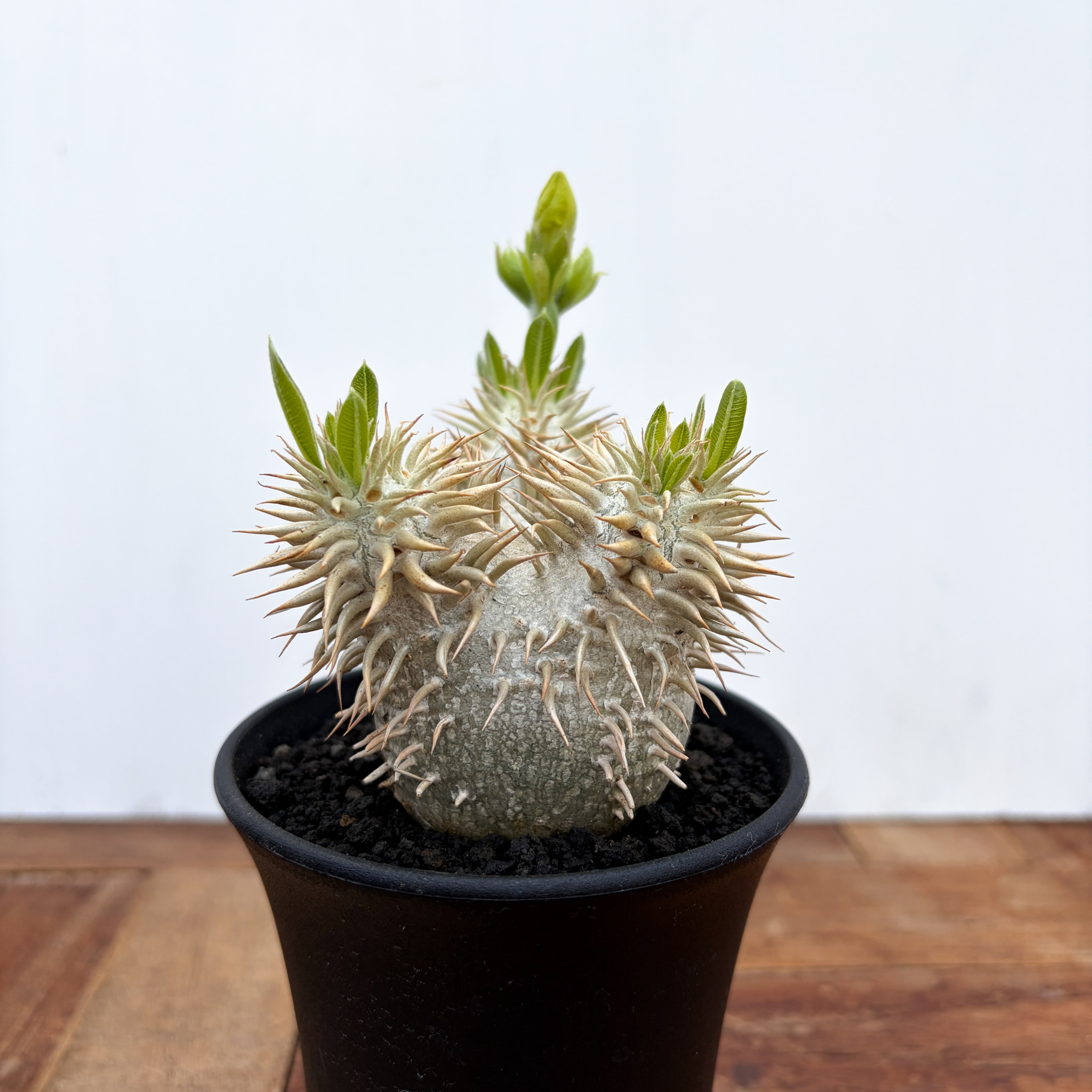 Pachypodium enigmaticum【パキポディウム・エニグマティクム・実生