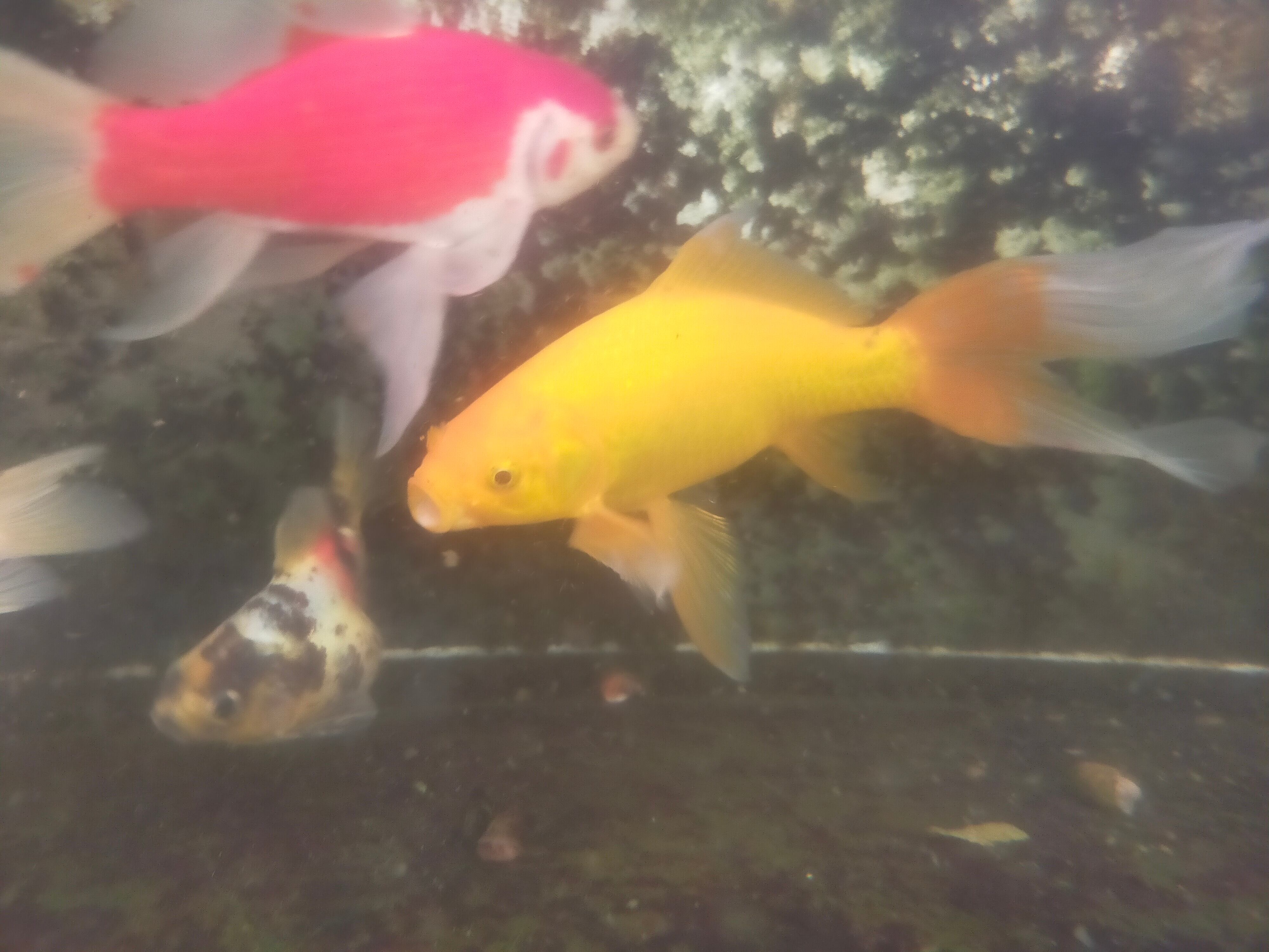 その他 特大 イエローコメット 三歳 (国産金魚 まるで錦鯉 美個体)