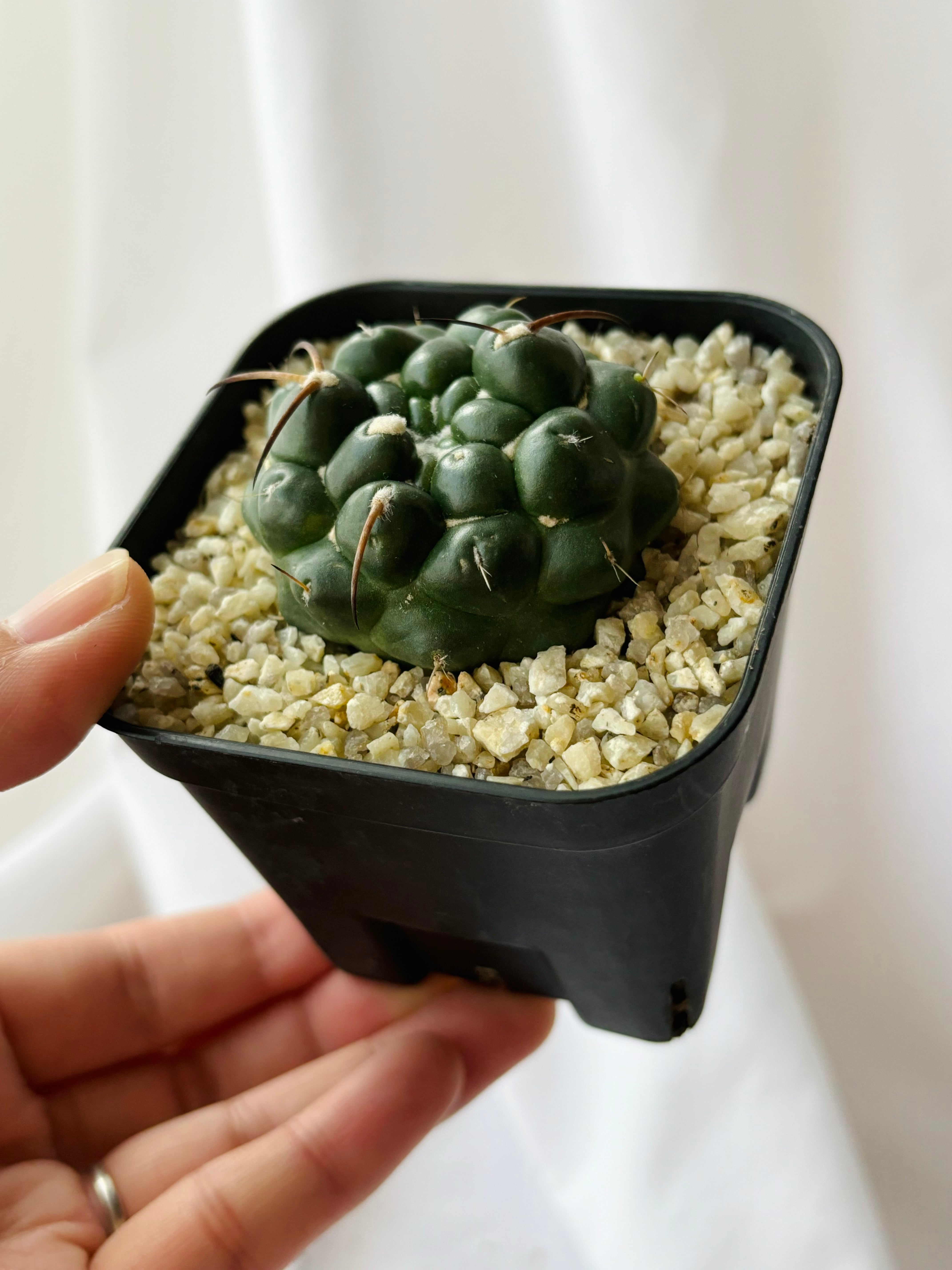 Coryphantha elephantidens コリファンタ 刺無象牙丸 サボテン