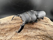 《Dorcus titanus ssp.3（旧ウェスターマンヒラタ）60mm ペア》りゅう氏委託個体