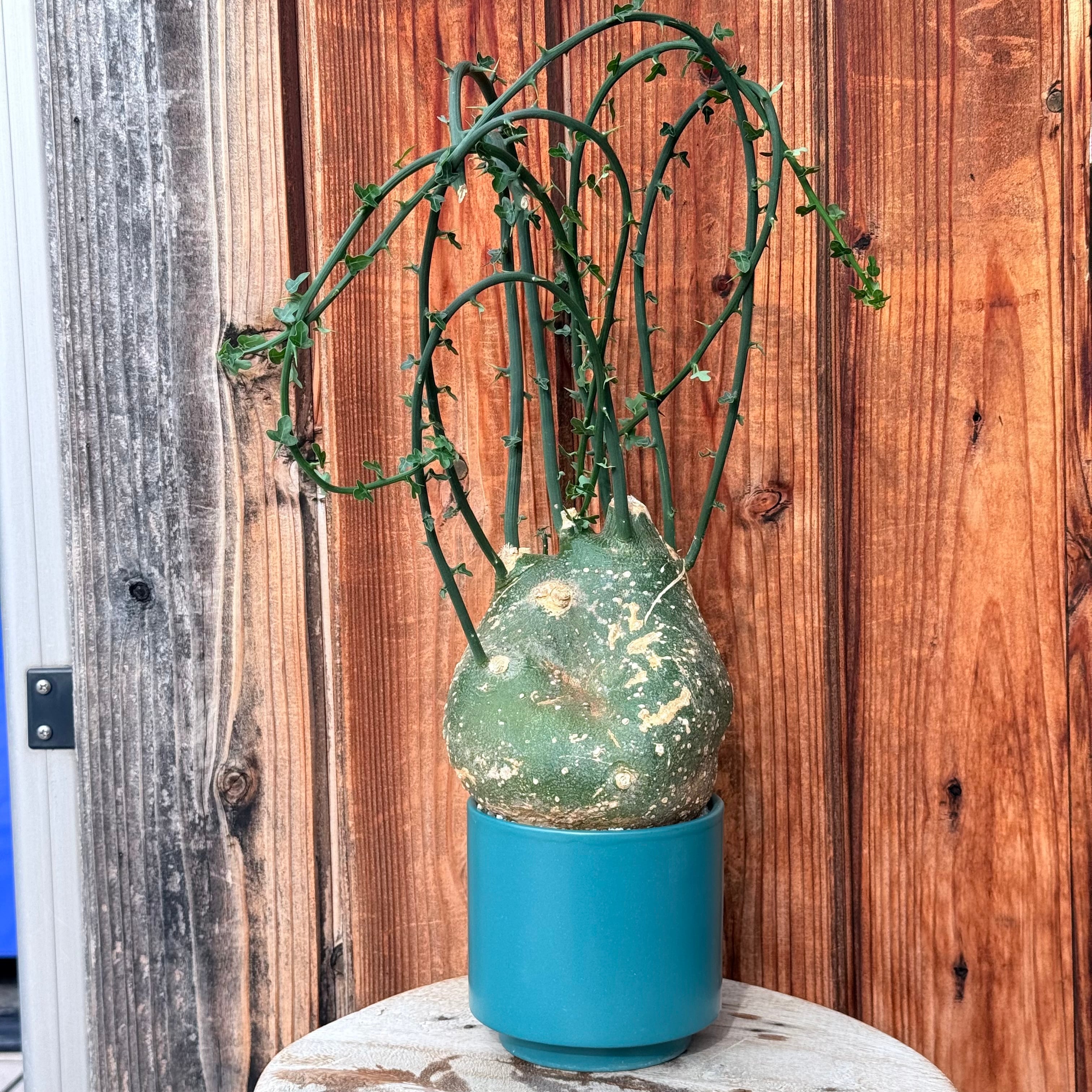 植物×鉢】アデニア プセウドグロボーサ 現地株発根済み × 陶器鉢 | A