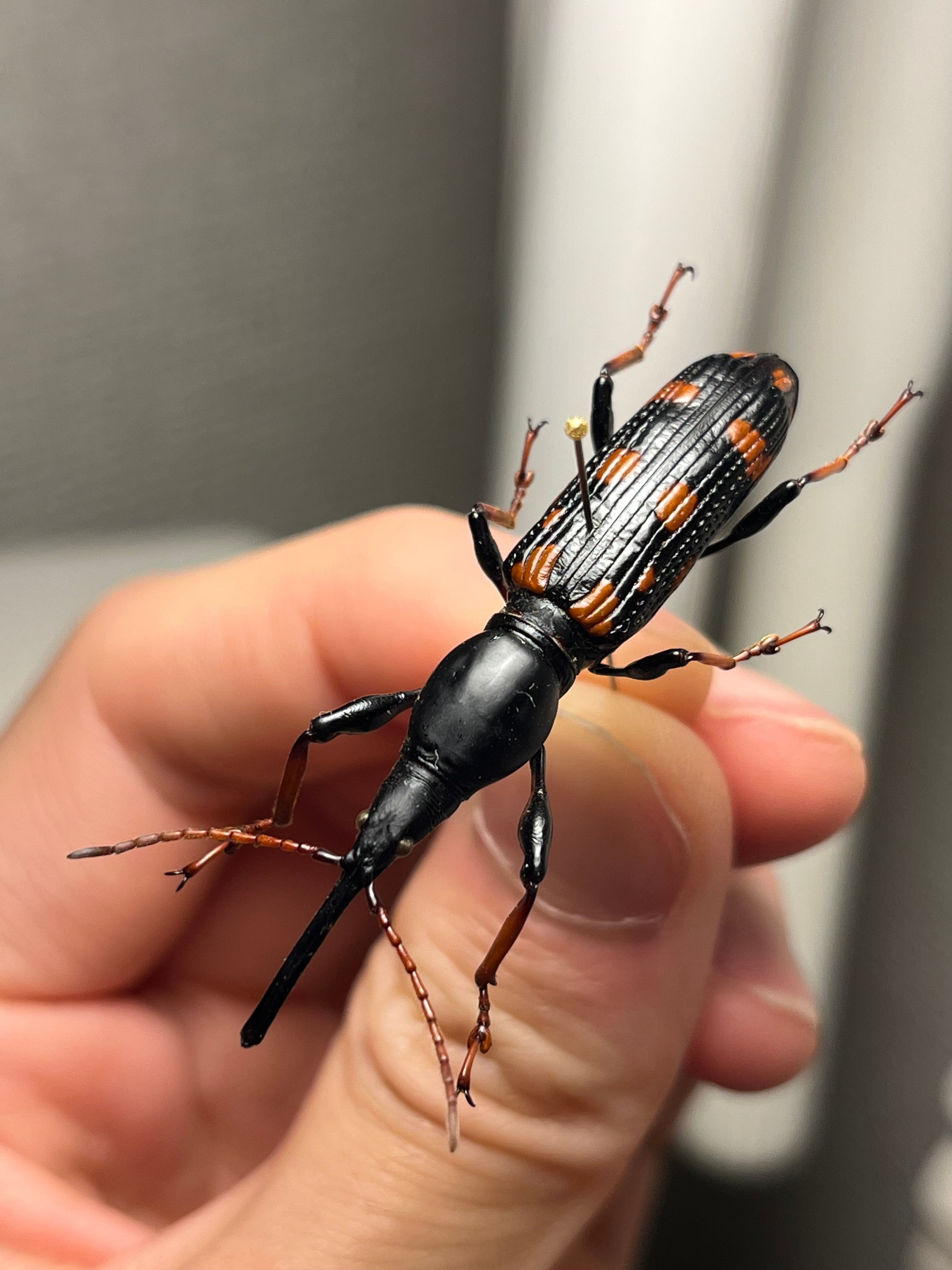 47mm♀】オウサマミツギリゾウムシ 標本 ゴミムシダマシ テントウムシ