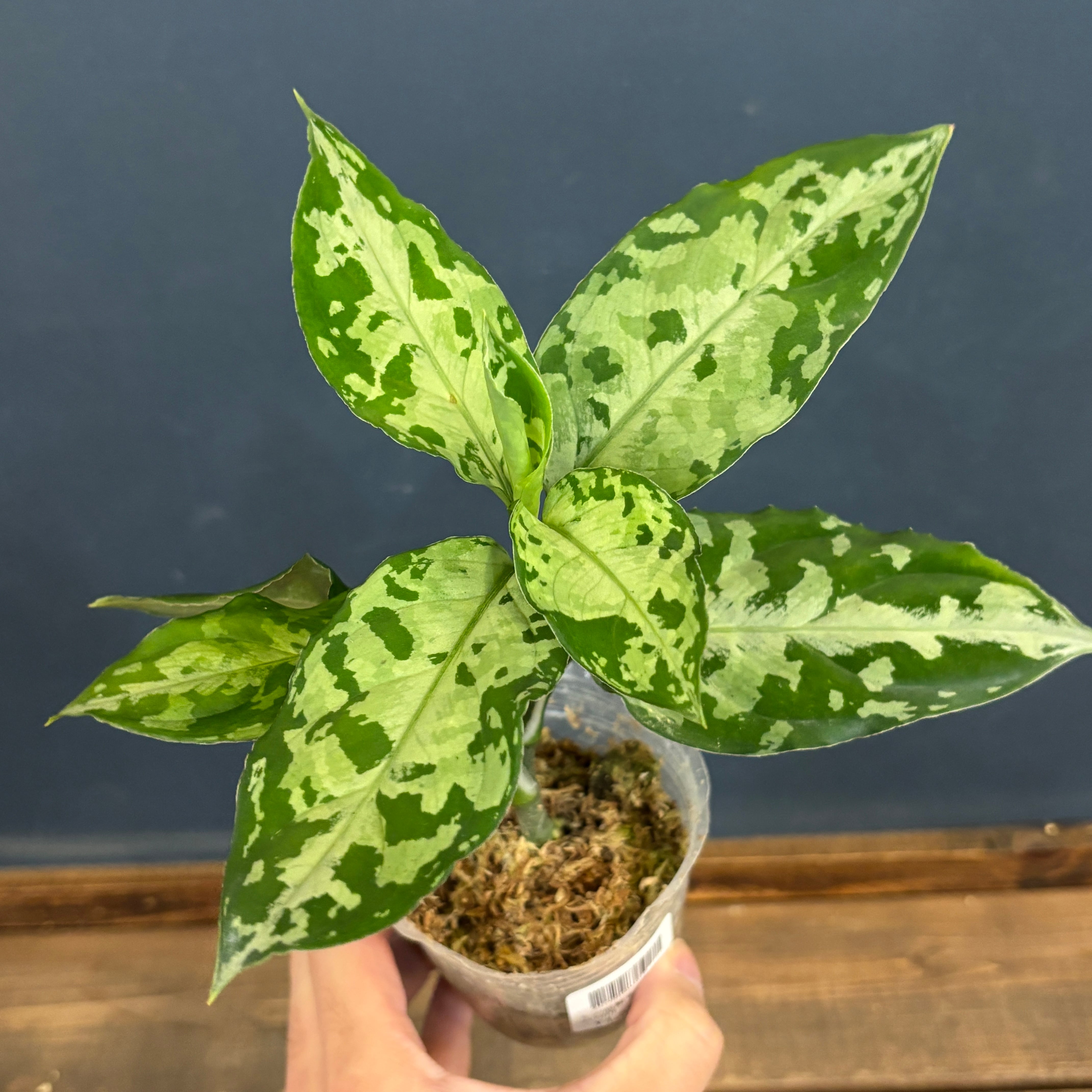 レアプランツ | PROTOLEAF プロトリーフ