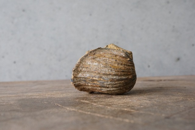 カリフォルニア産トリゴニア化石　Trigonia