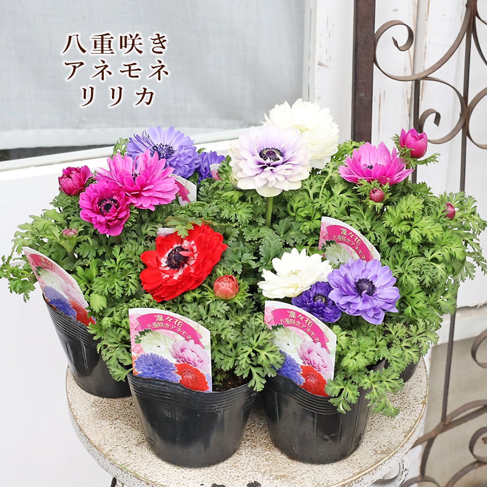 花苗 アロンソア シェルピンク 3号 多年草 サーモン 四季咲き おしゃれ